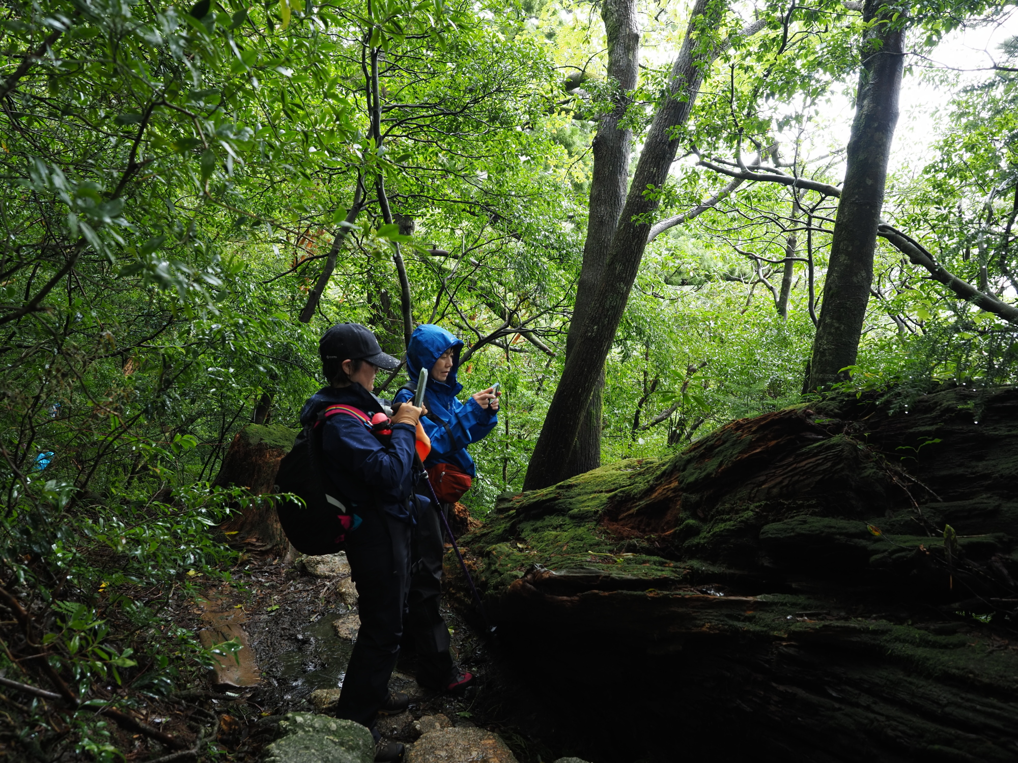 屋久杉の倒木上更新