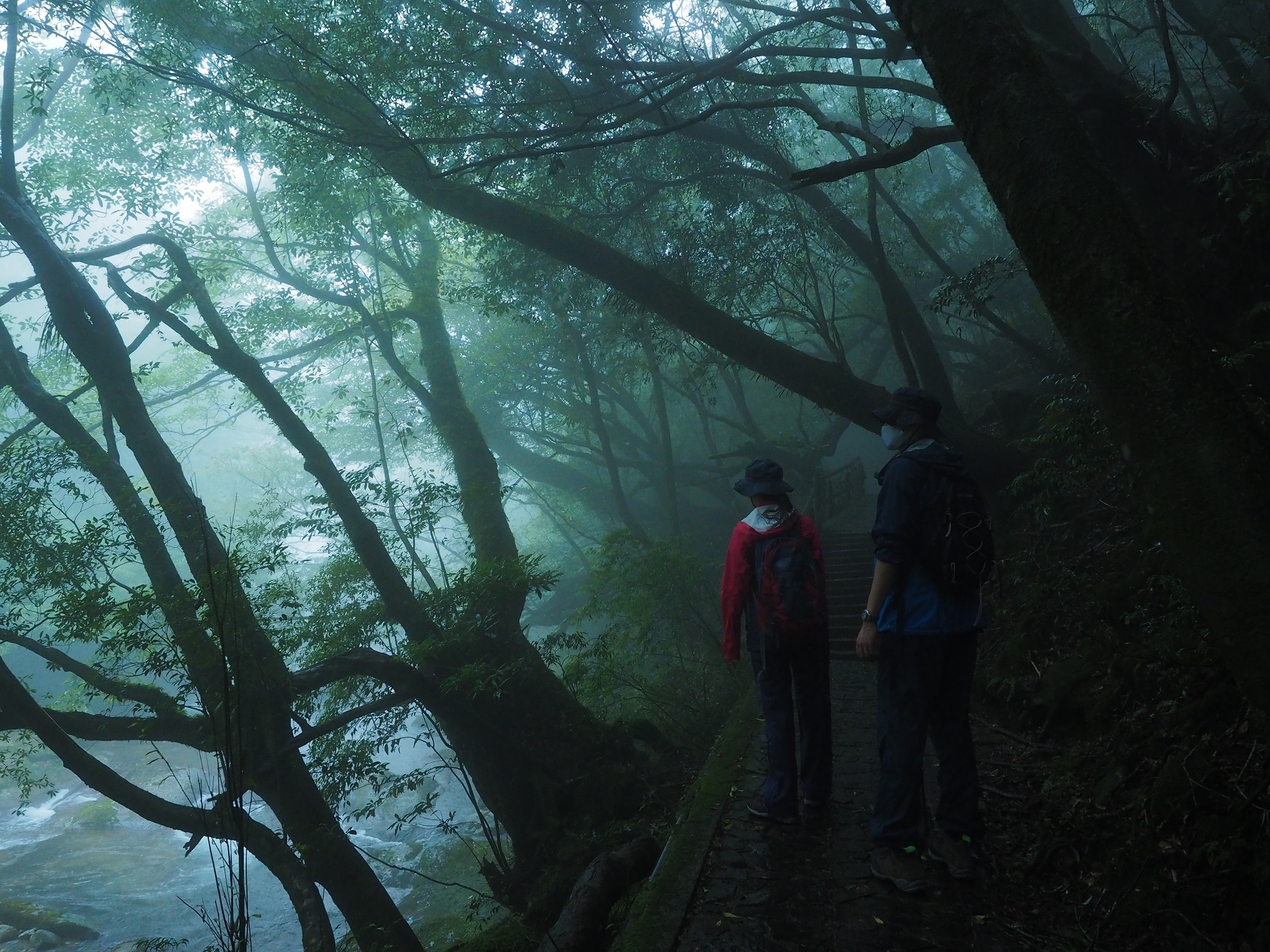 濃い霧の中 » 屋久島ガイド グリーンメッセンジャー屋久島のスタッフのブログ2