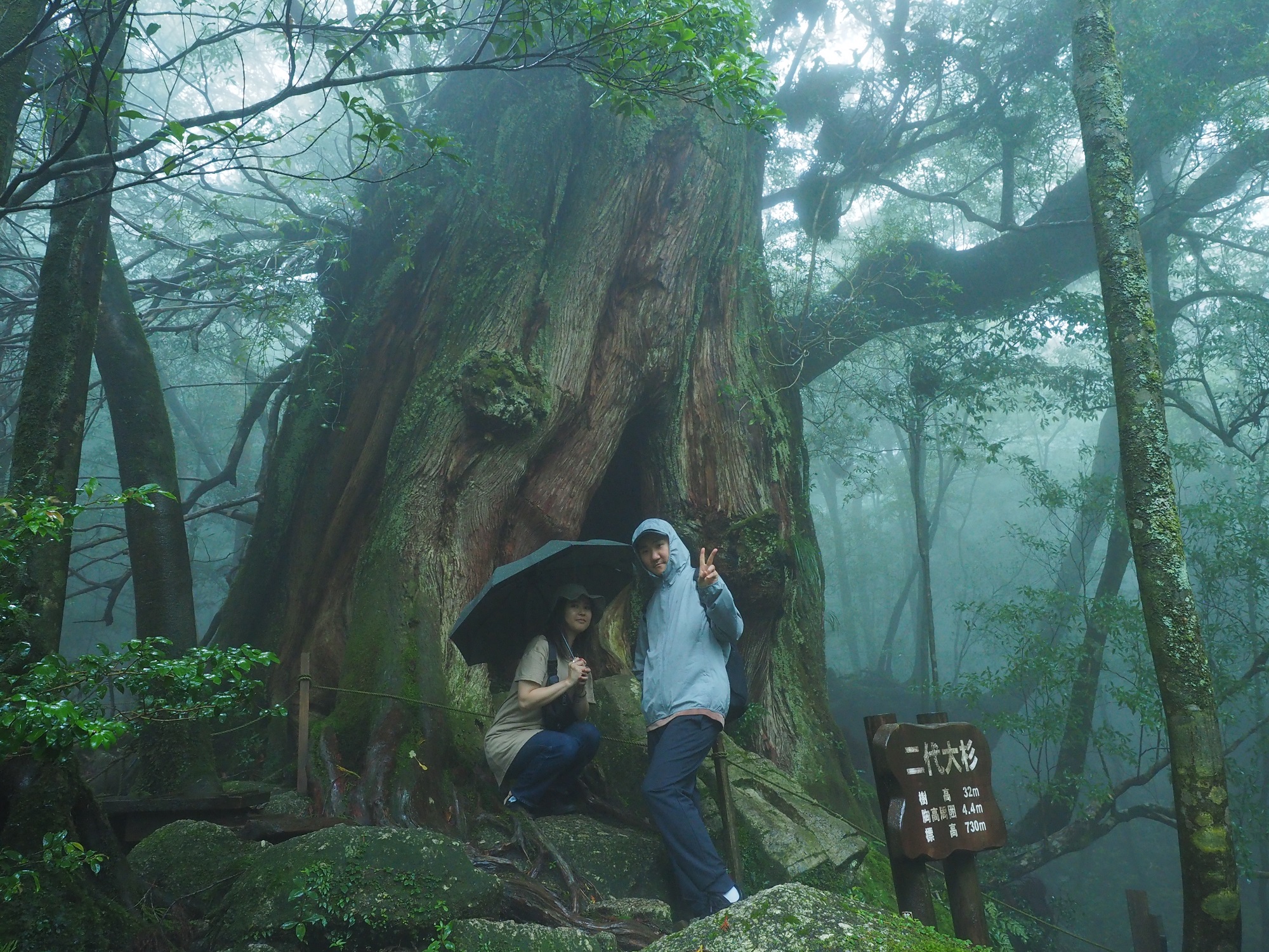 白谷雲水峡の二代大杉