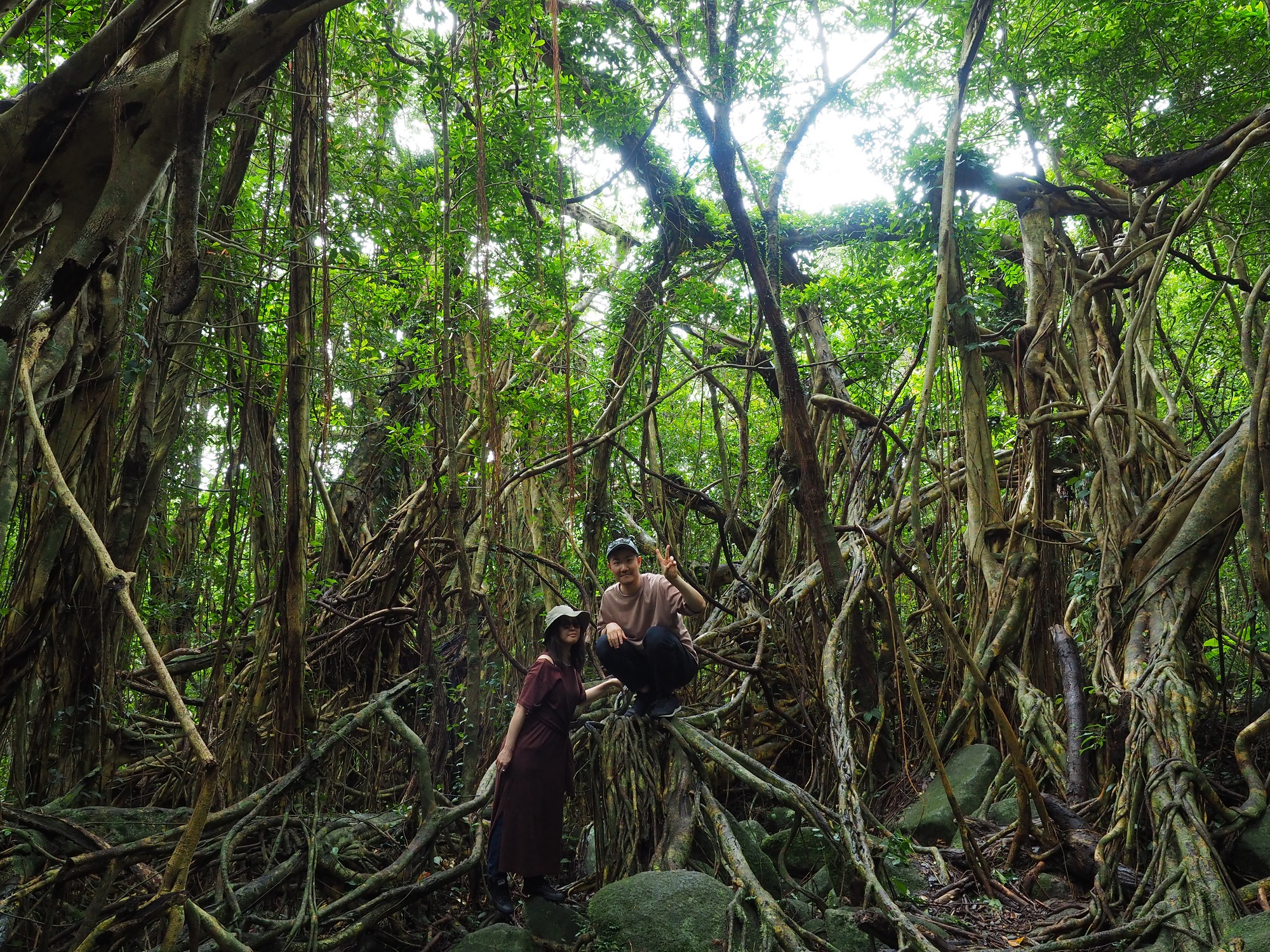 猿川ガジュマル