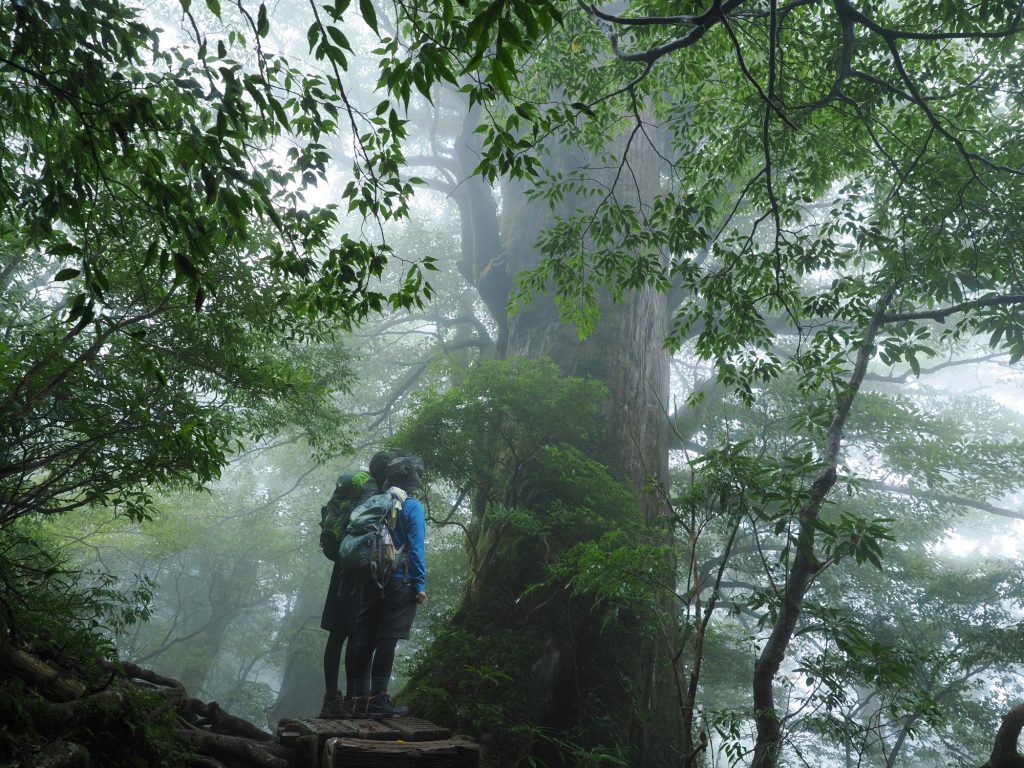 屋久杉の巨木