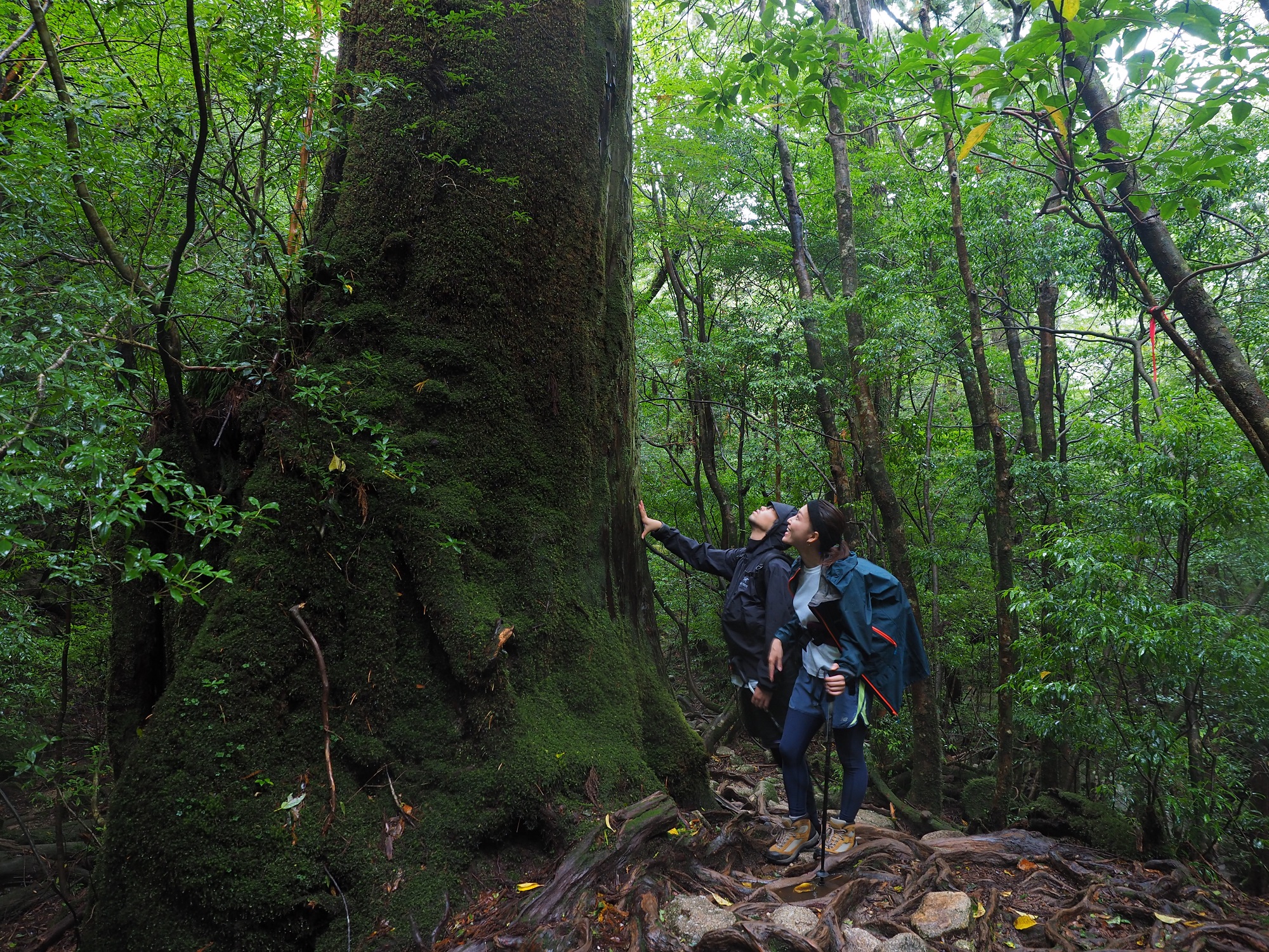 大きな屋久杉のとなりに立つ