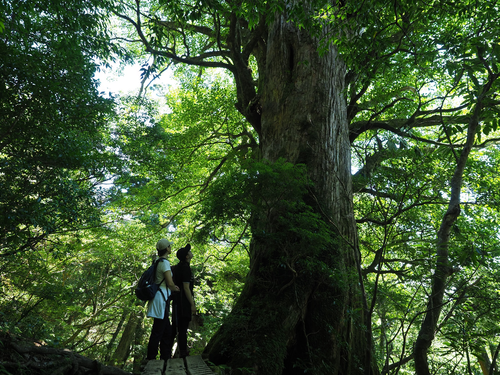大きな屋久杉