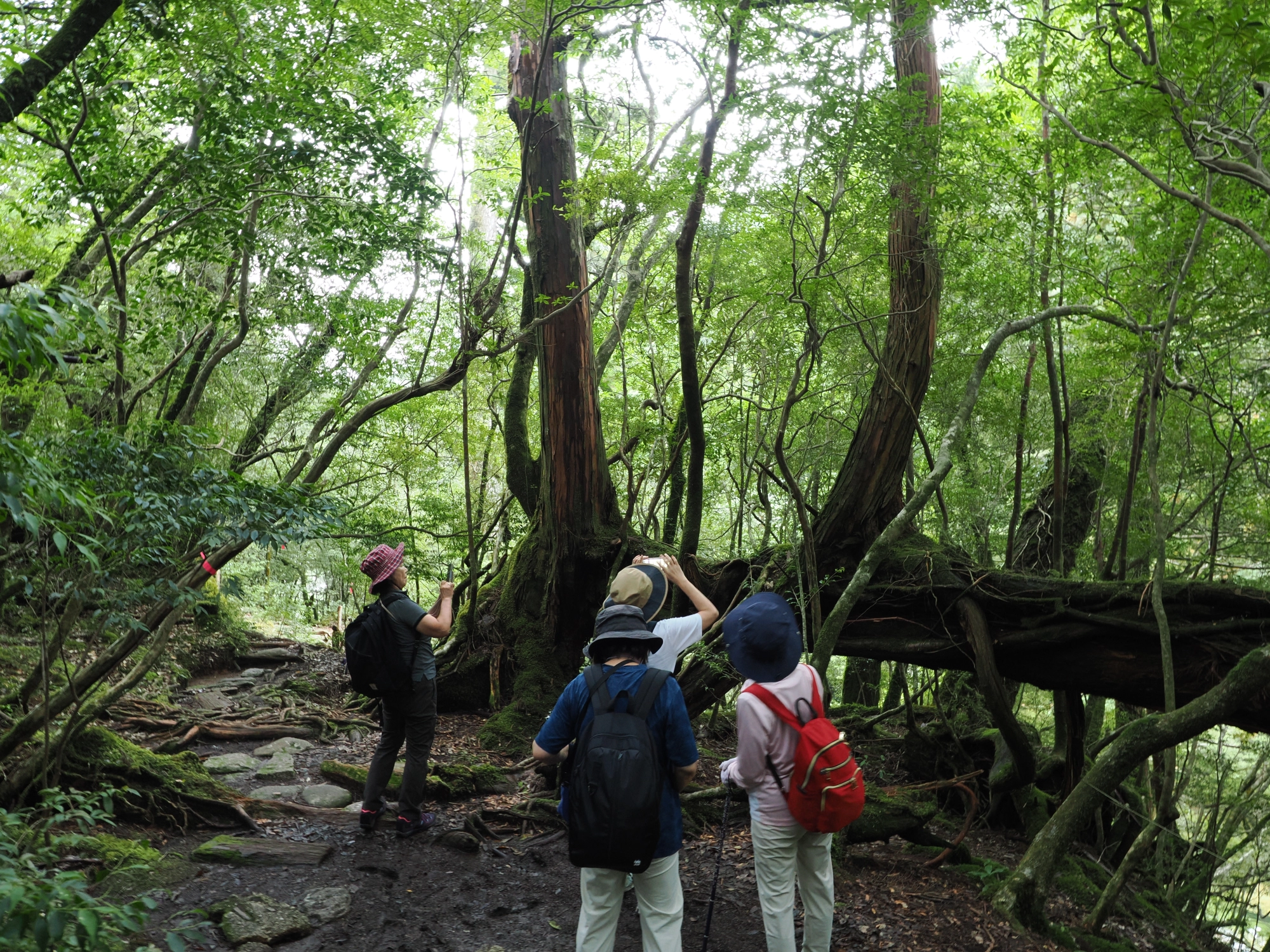 ヤクスギランド80分コース