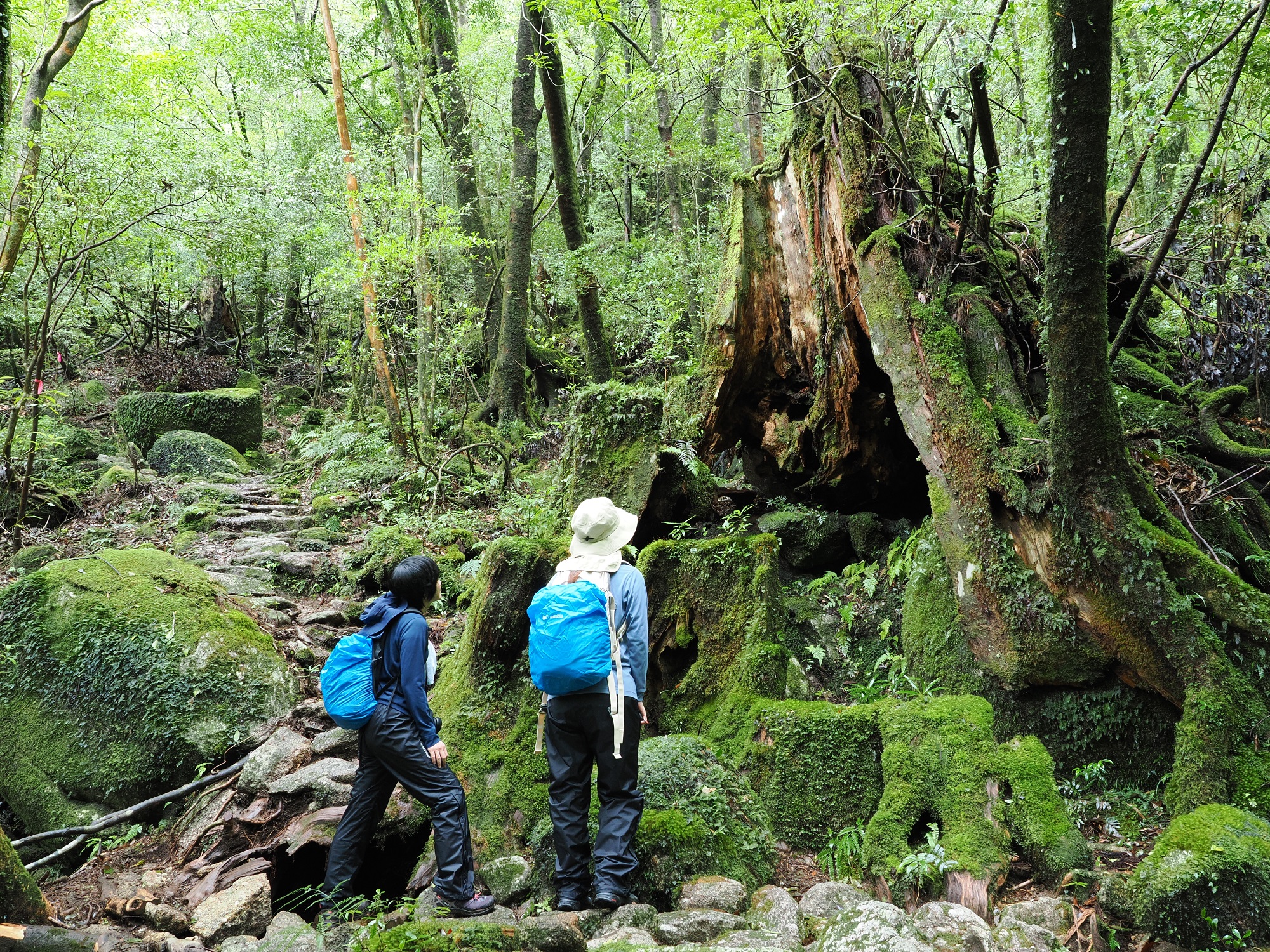屋久杉の切り株