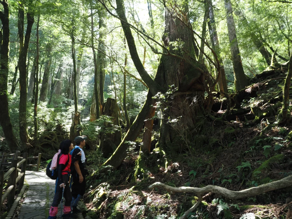 ヤクスギに着生するヤマグルマ
