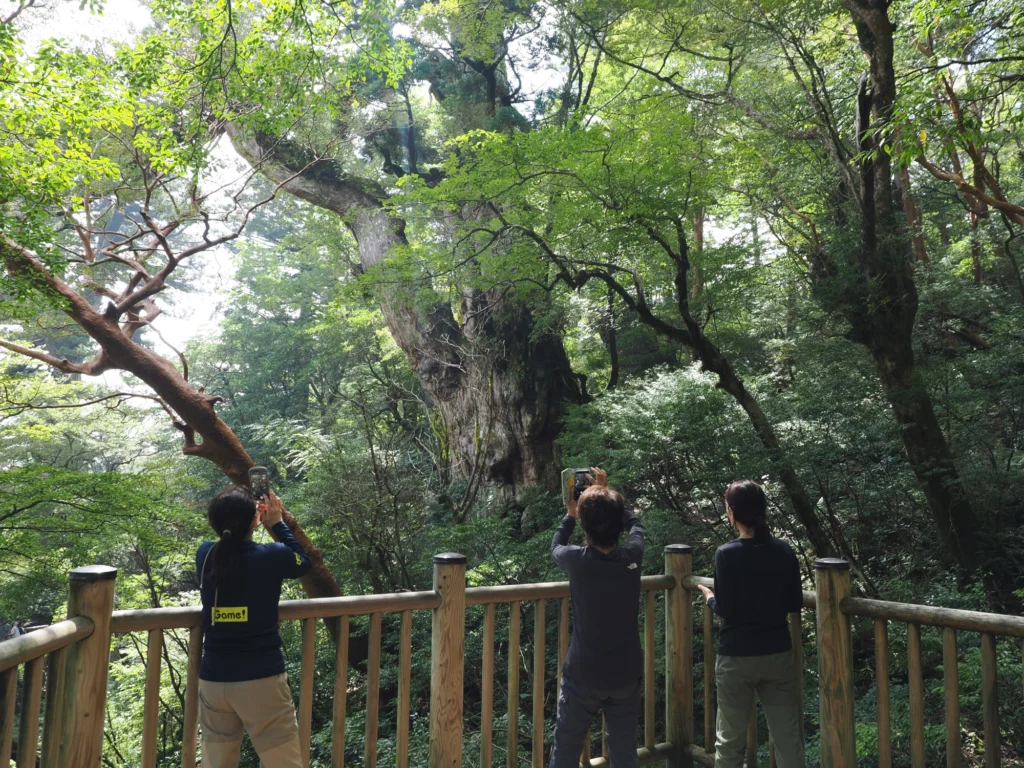 縄文杉