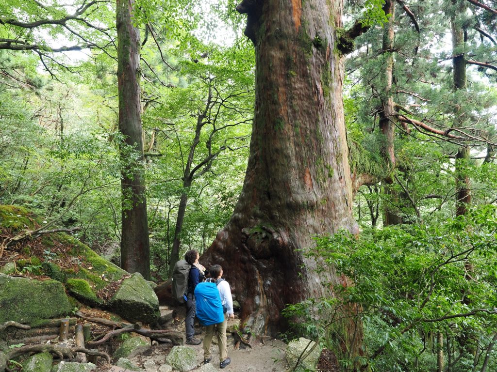 屋久杉の巨樹