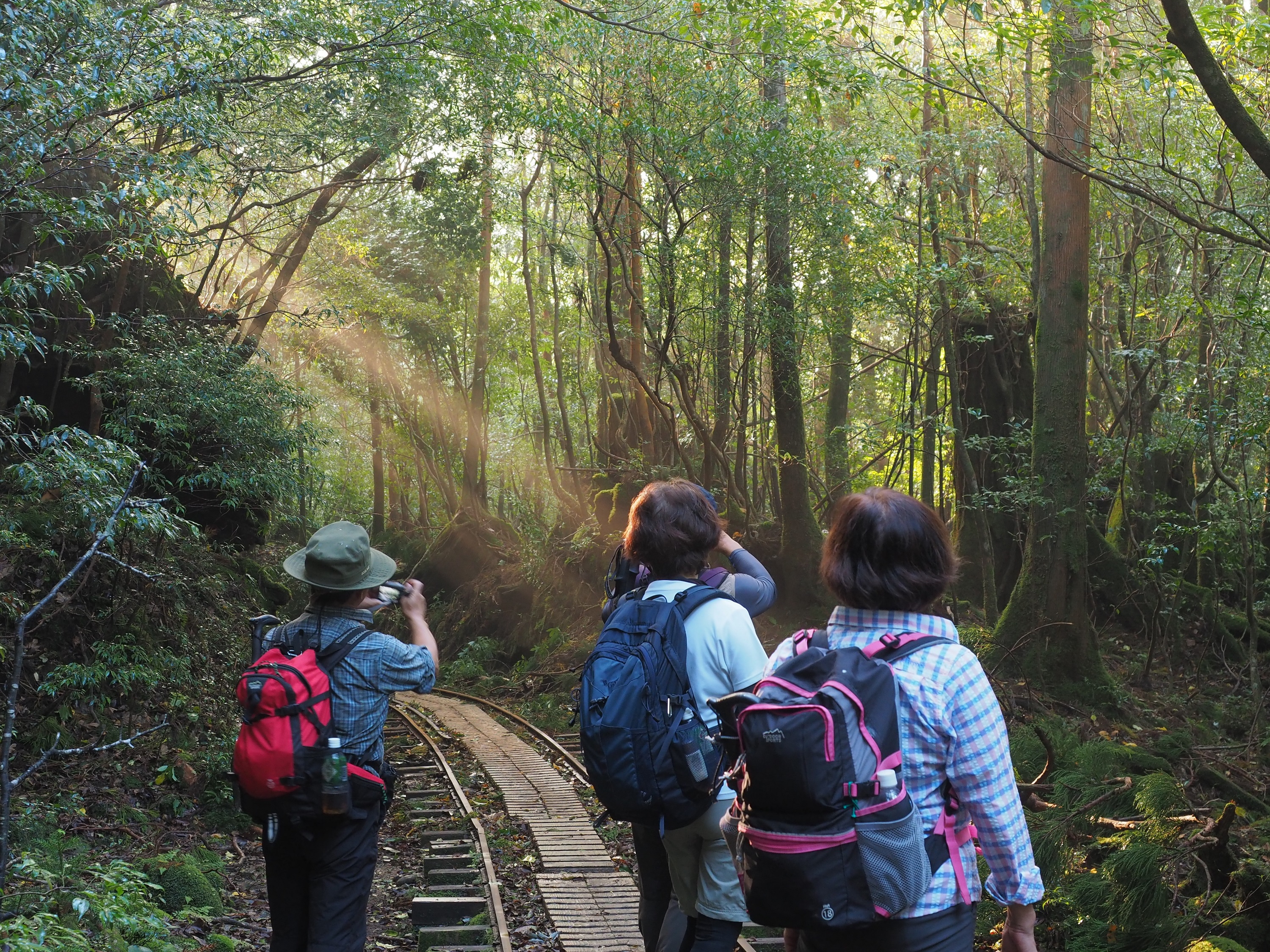 縄文杉コースのトロッコ道