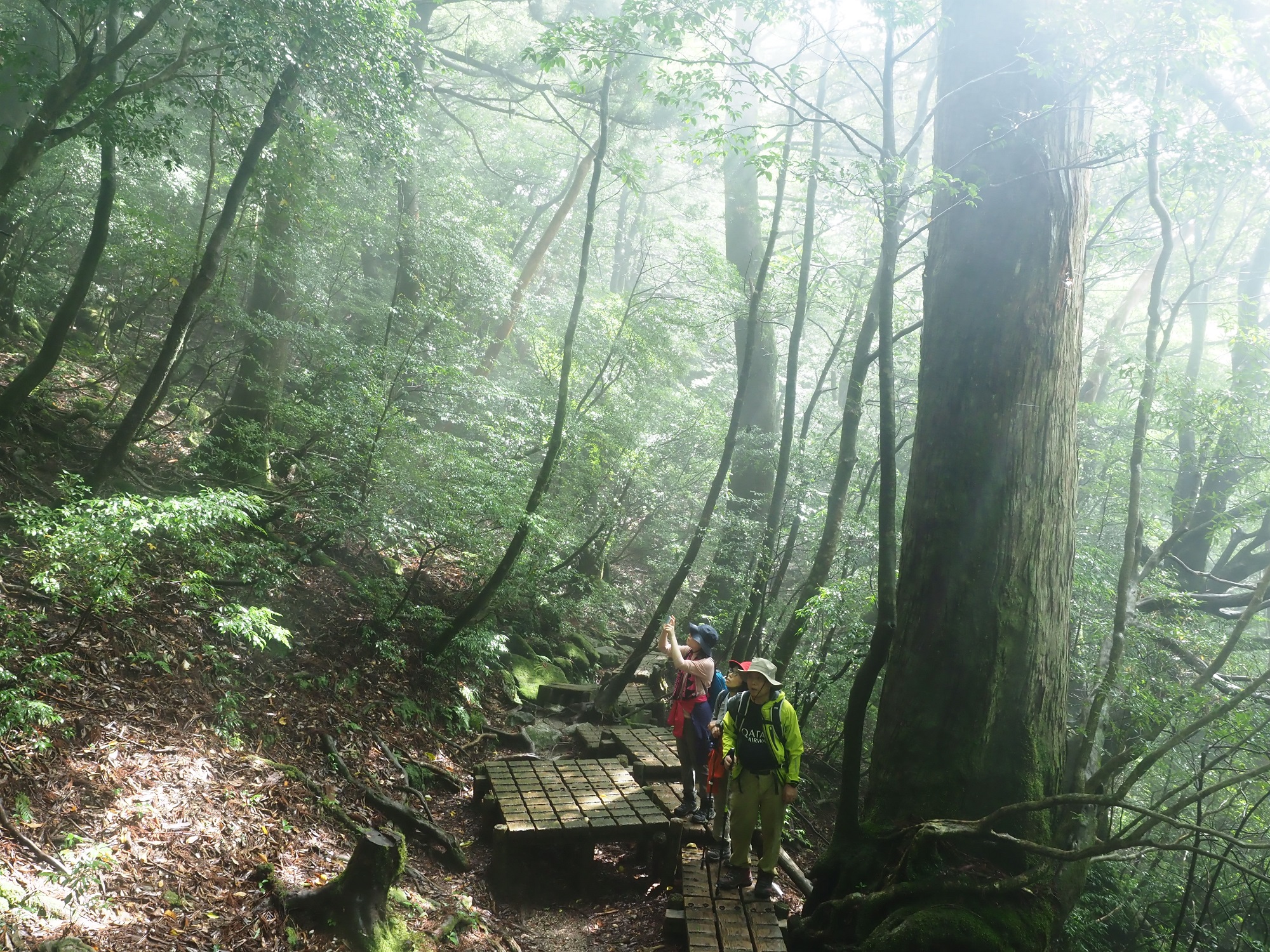 光が差し込む森