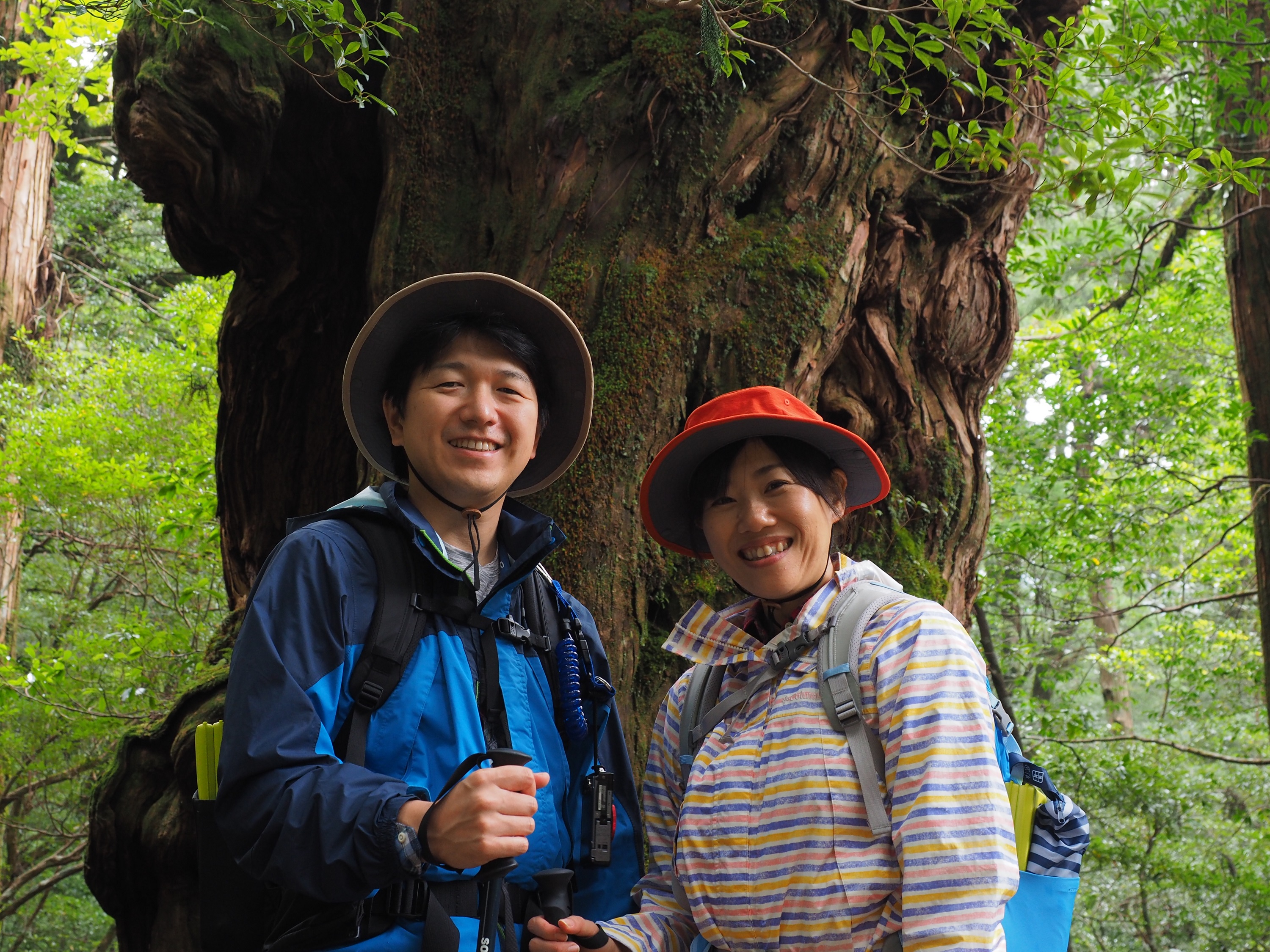 ヤクスギランドの仏陀杉