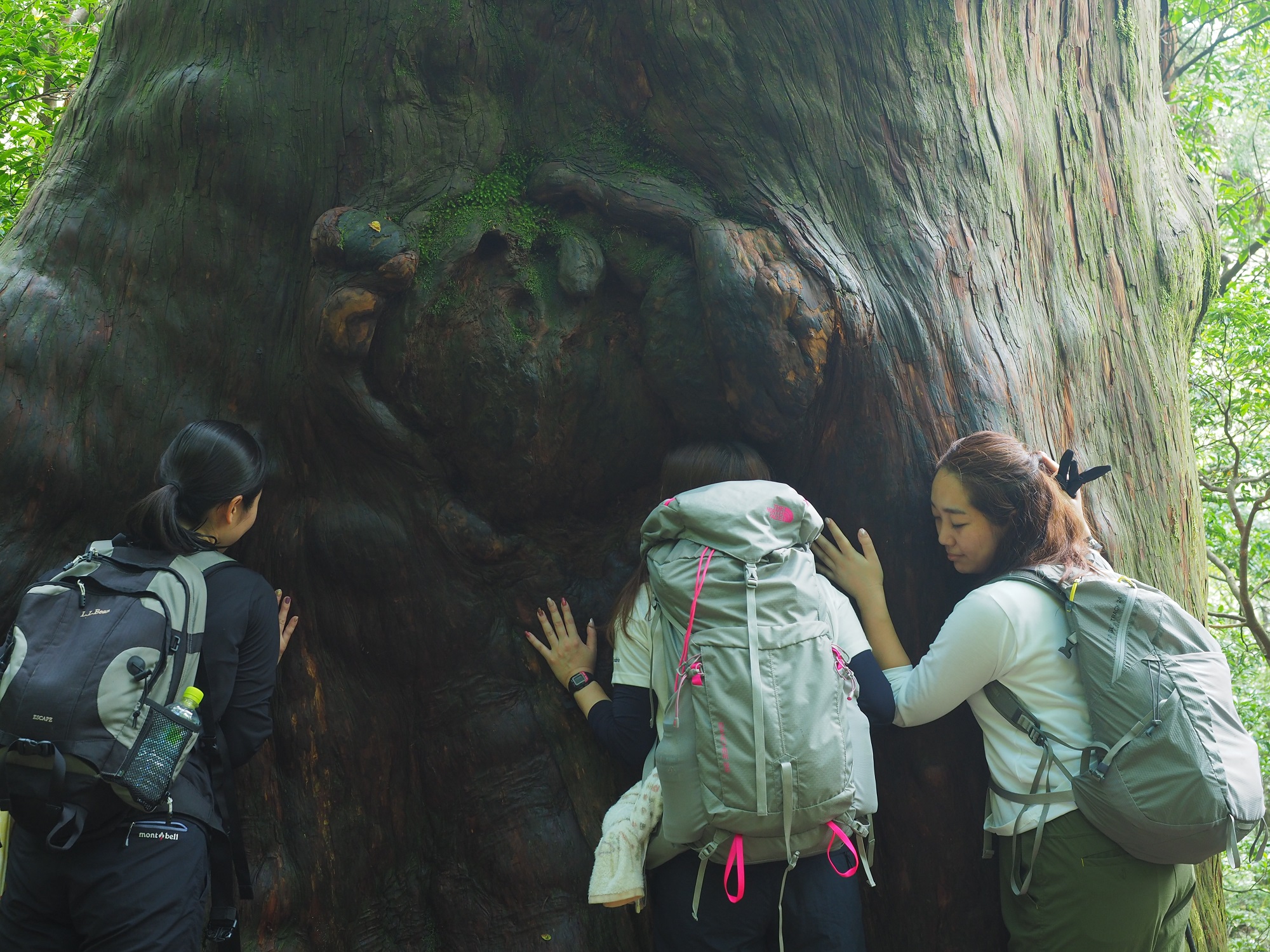 大きな屋久杉に触る