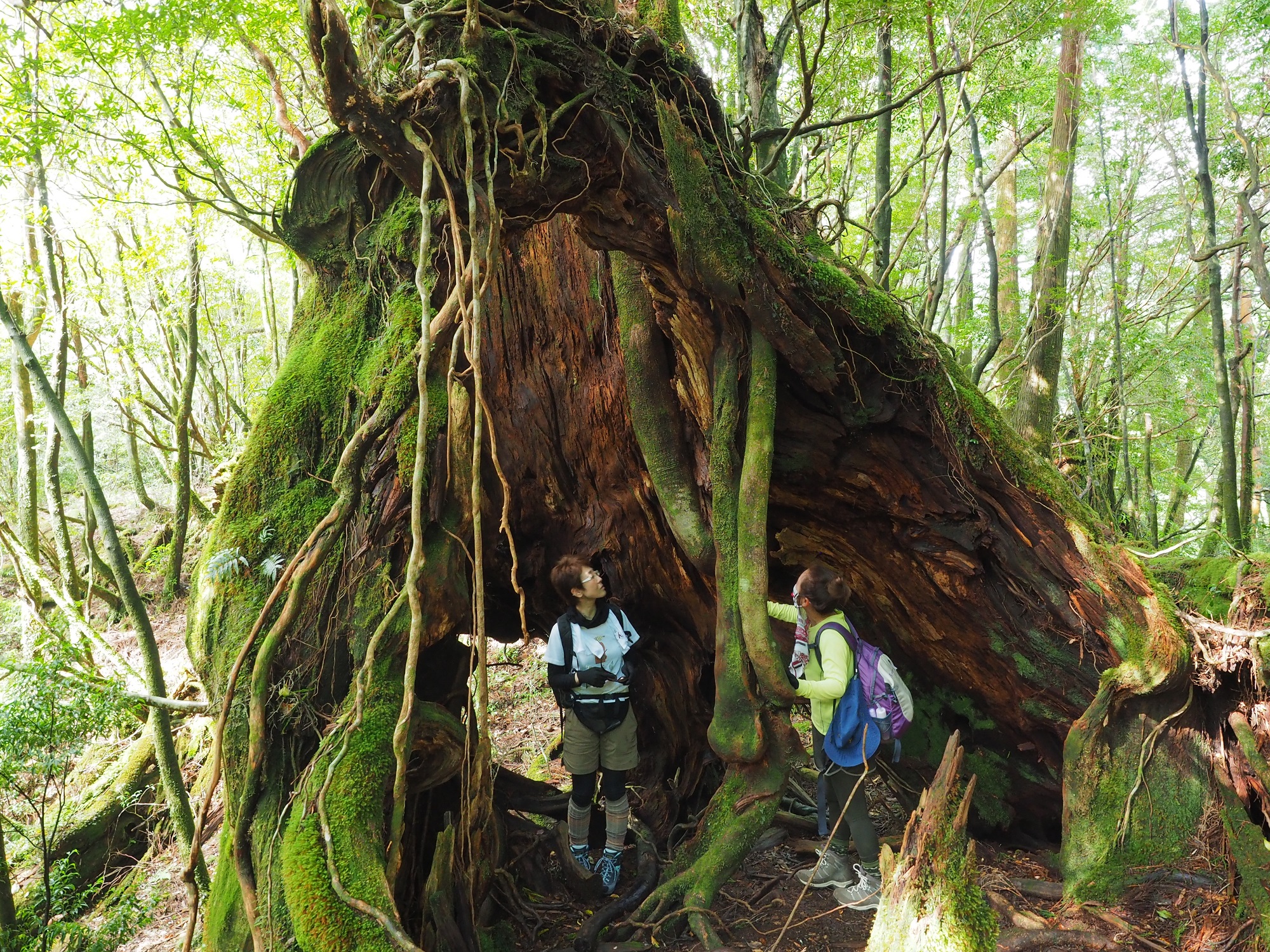 屋久杉の倒木跡
