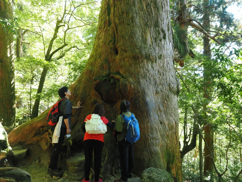 大きな屋久杉