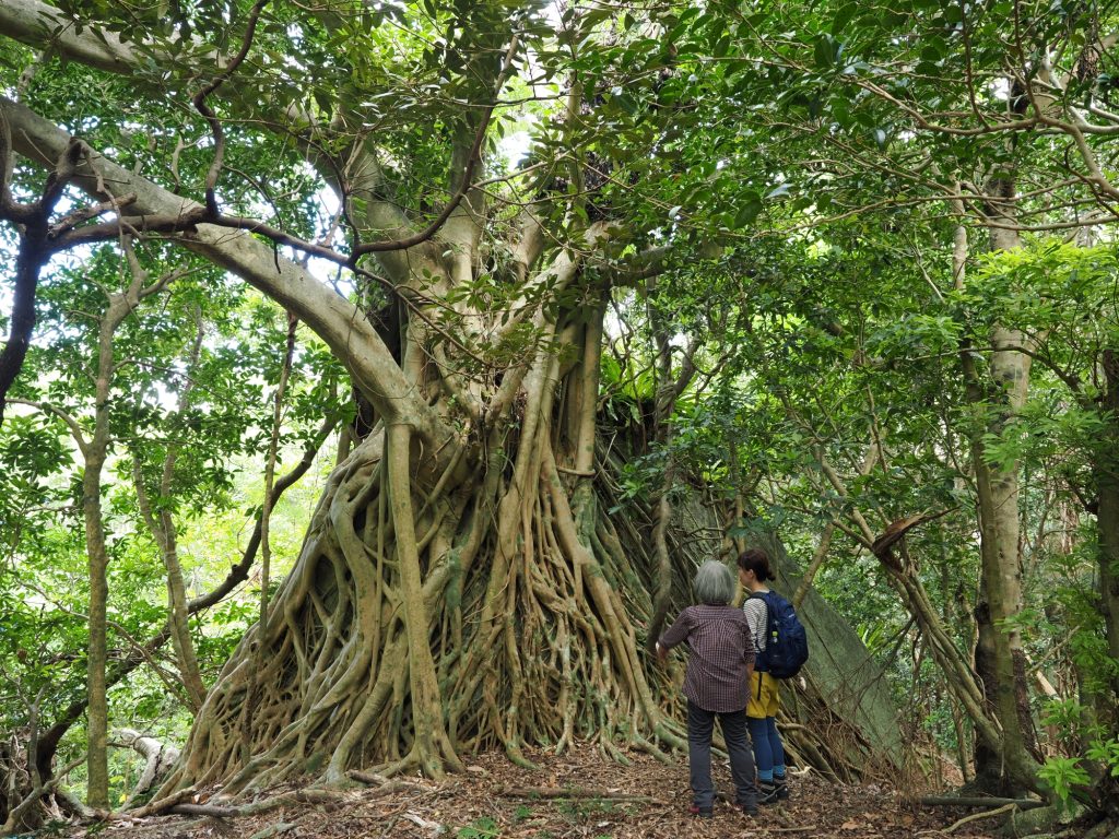 岩を抱えたガジュマル