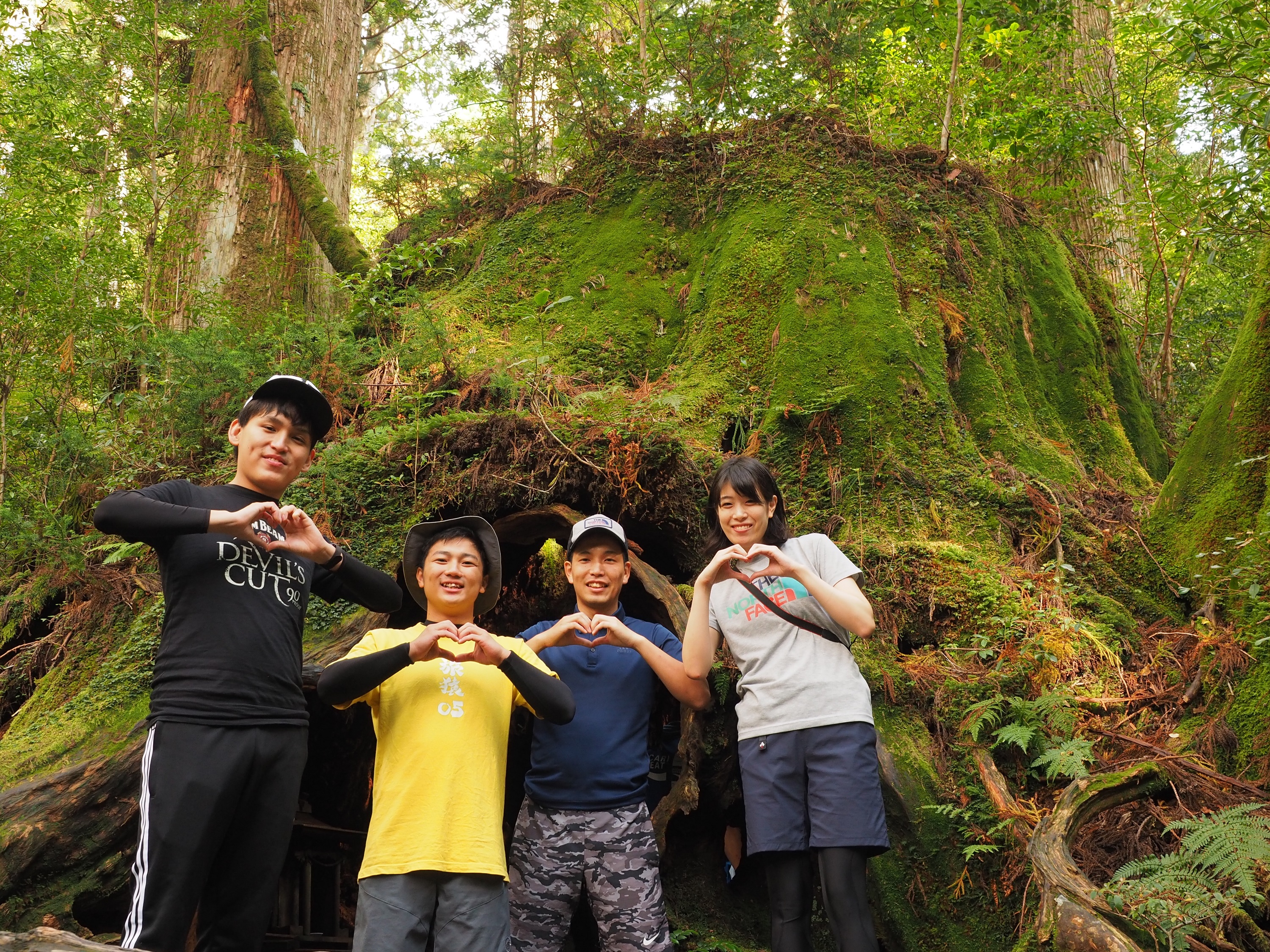 縄文杉コースのウィルソン株