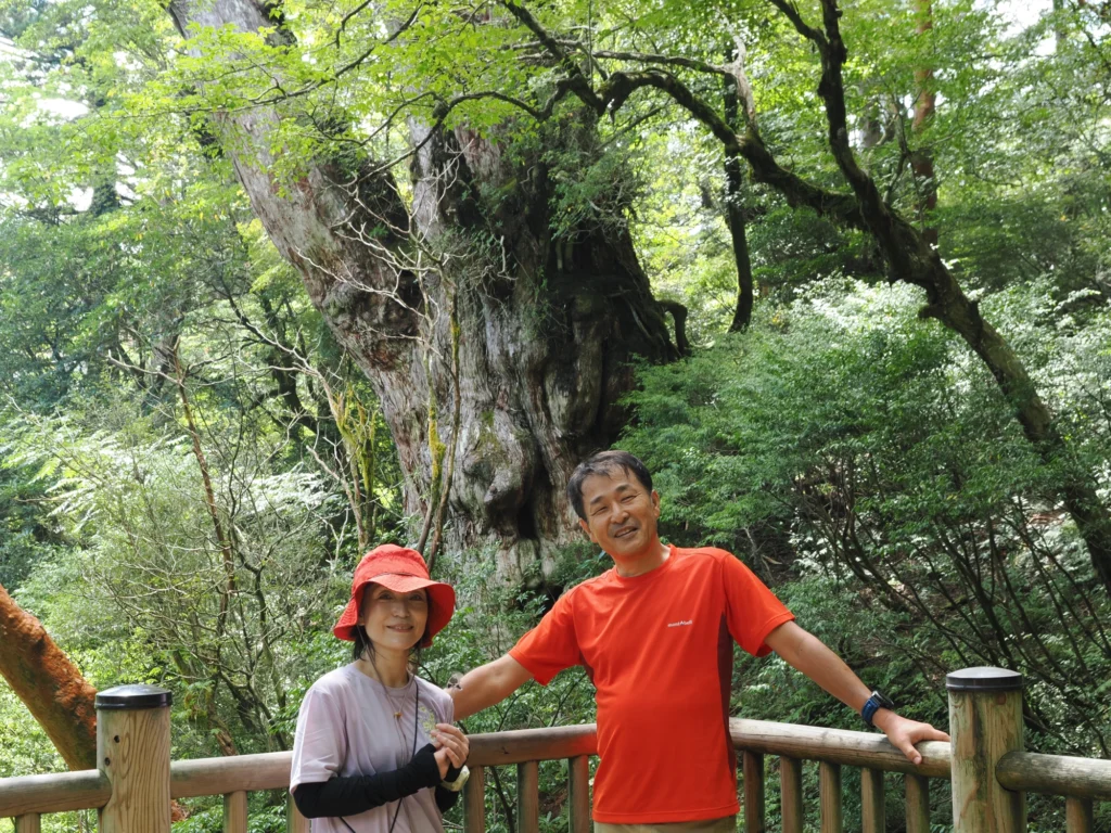 縄文杉