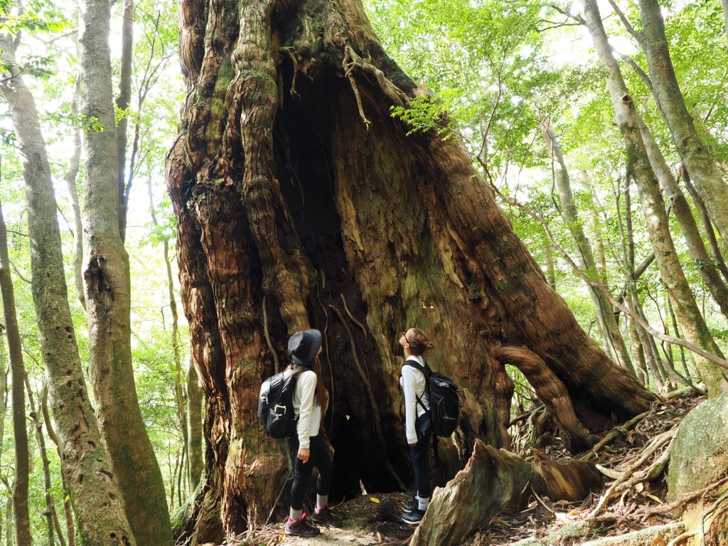 屋久杉の二代杉