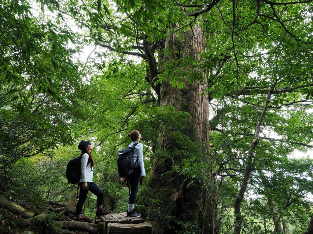 屋久杉の巨木