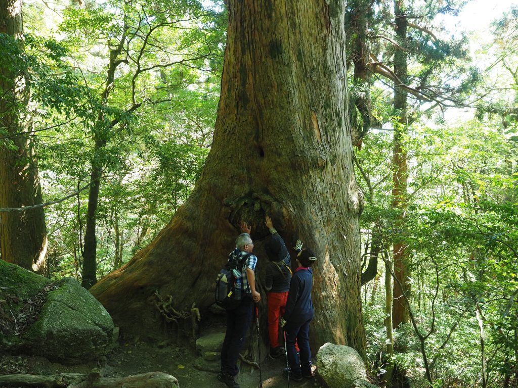 屋久杉の巨木