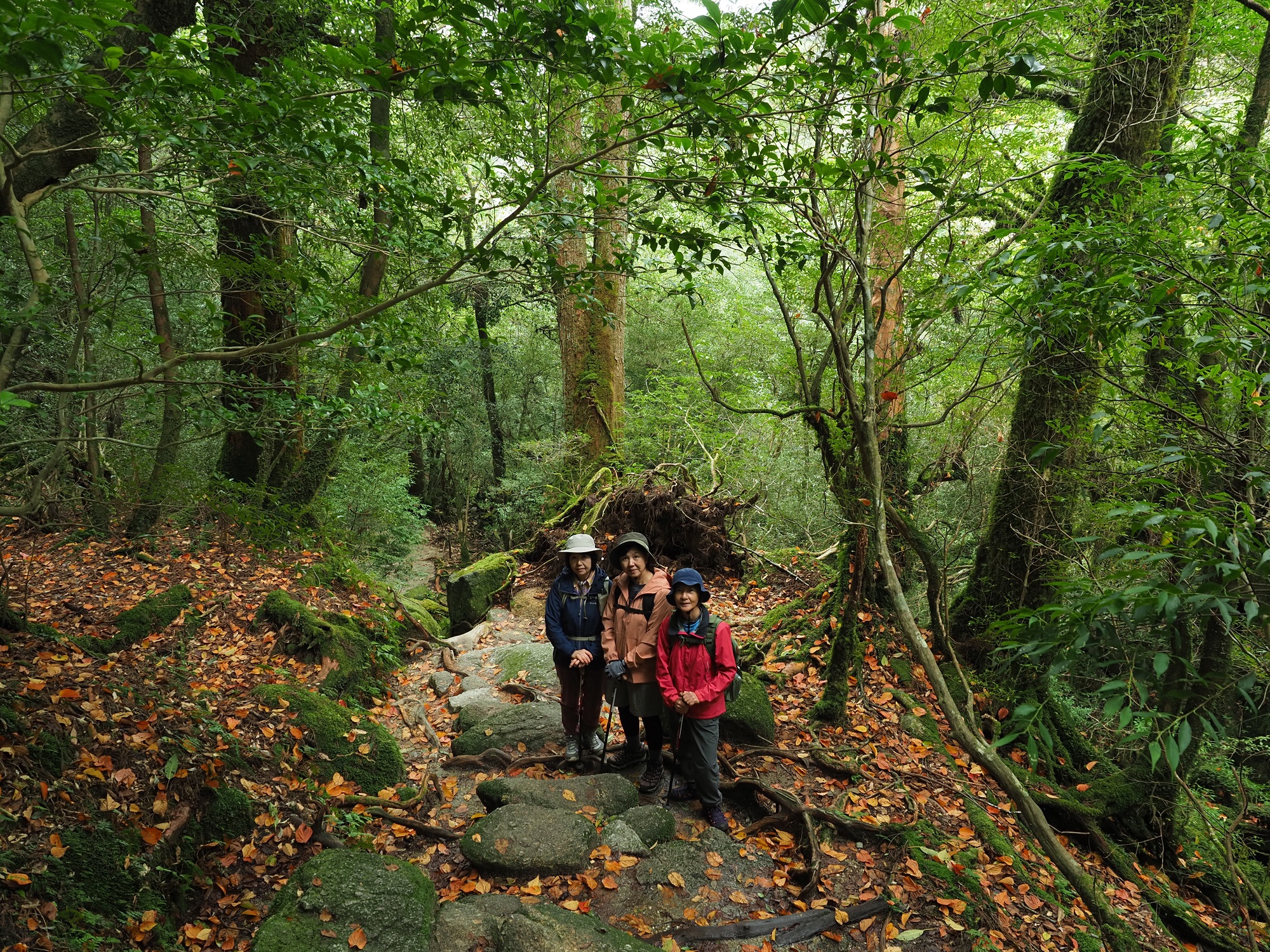 ヤクシマオナガカエデの紅葉
