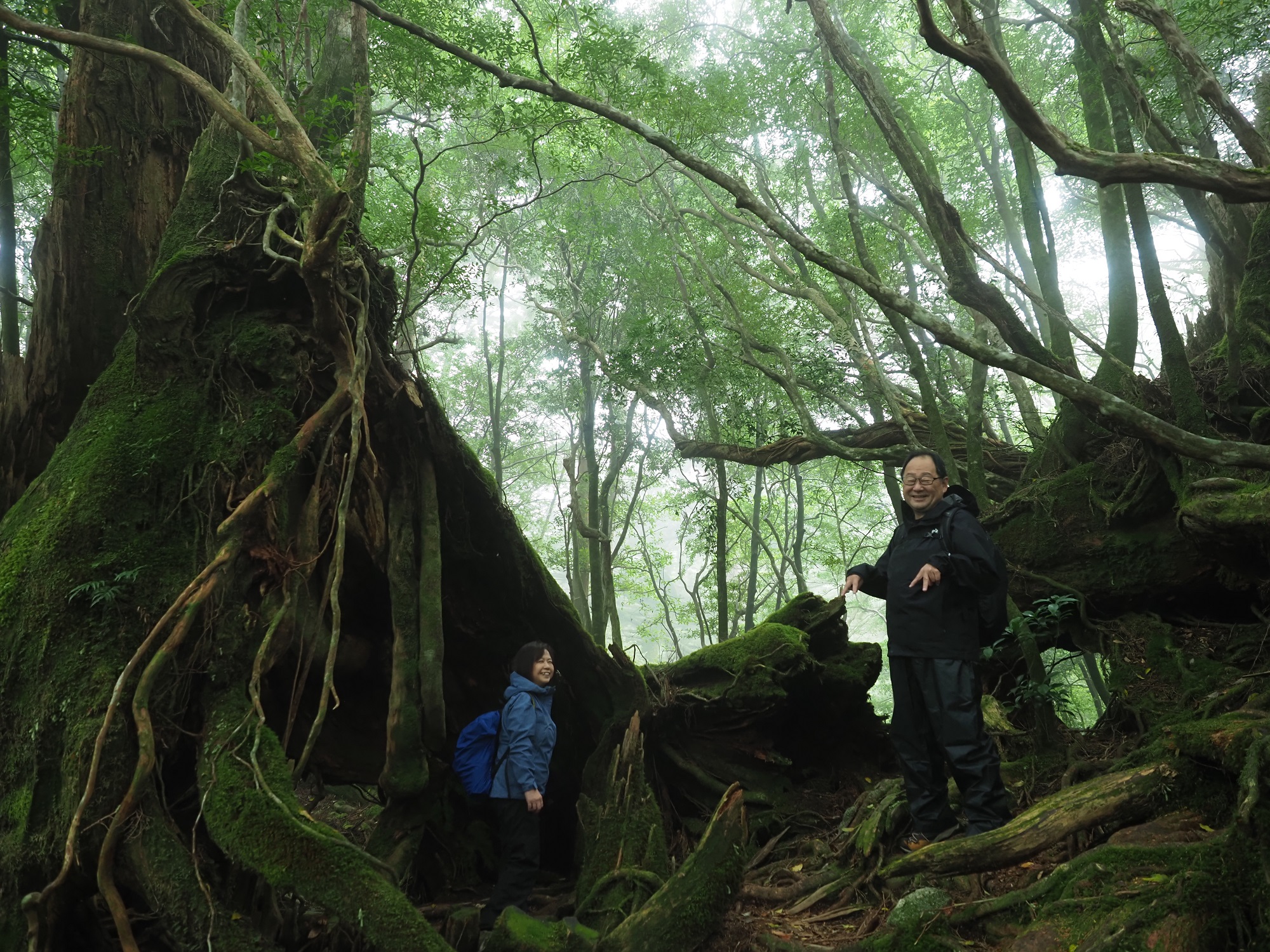 屋久杉の倒木跡