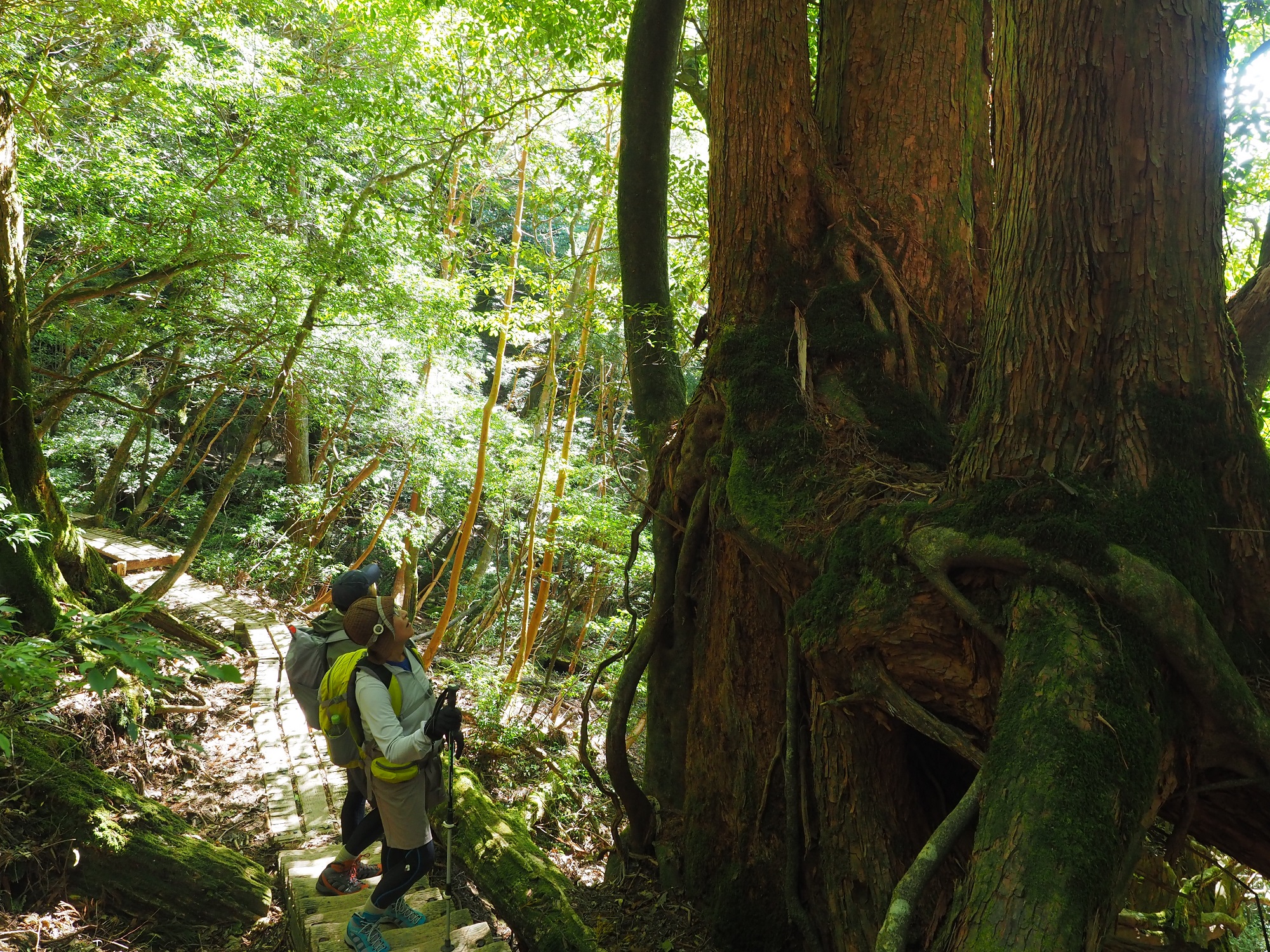 屋久杉の切り株