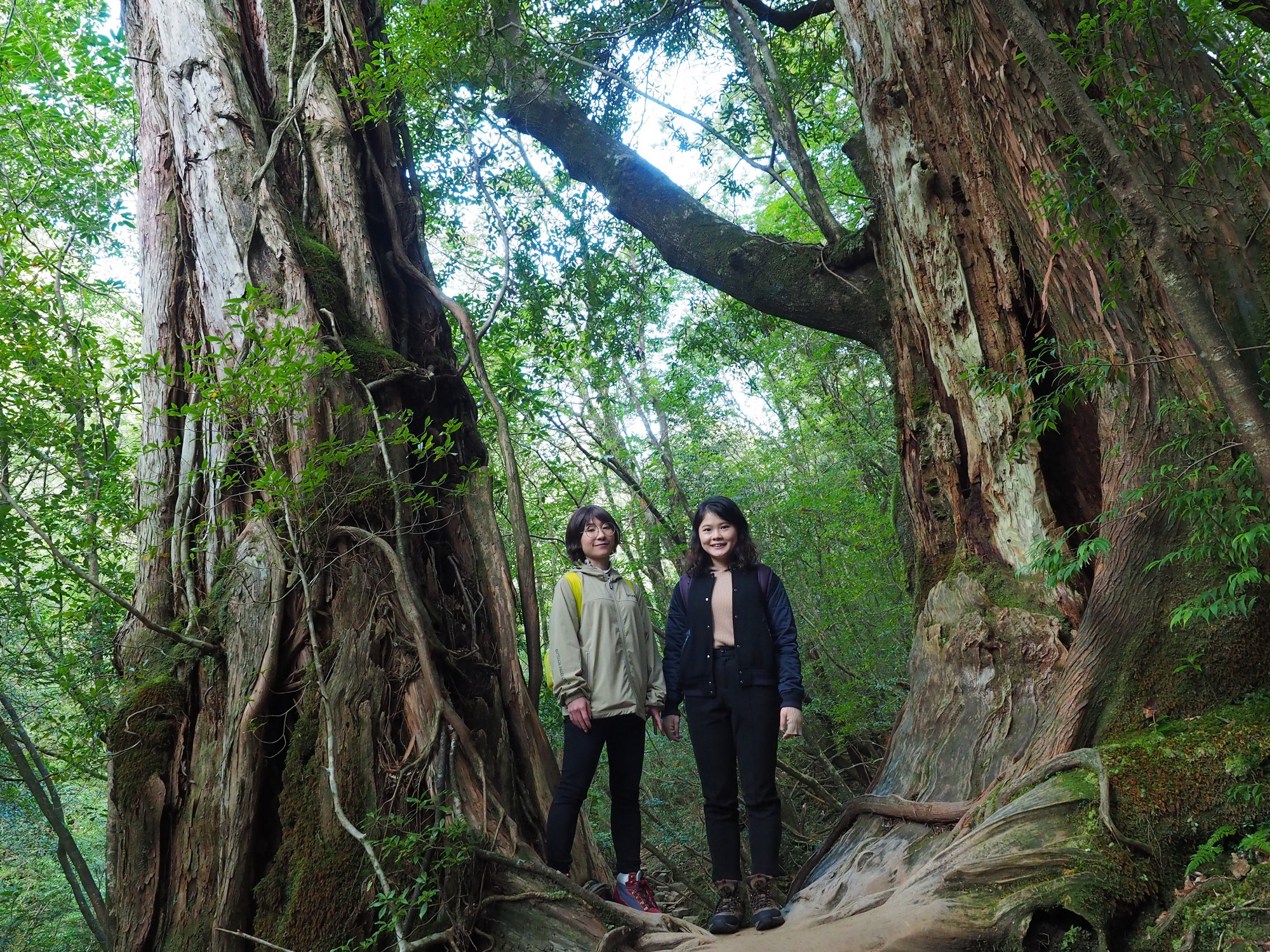屋久杉の横で記念撮影