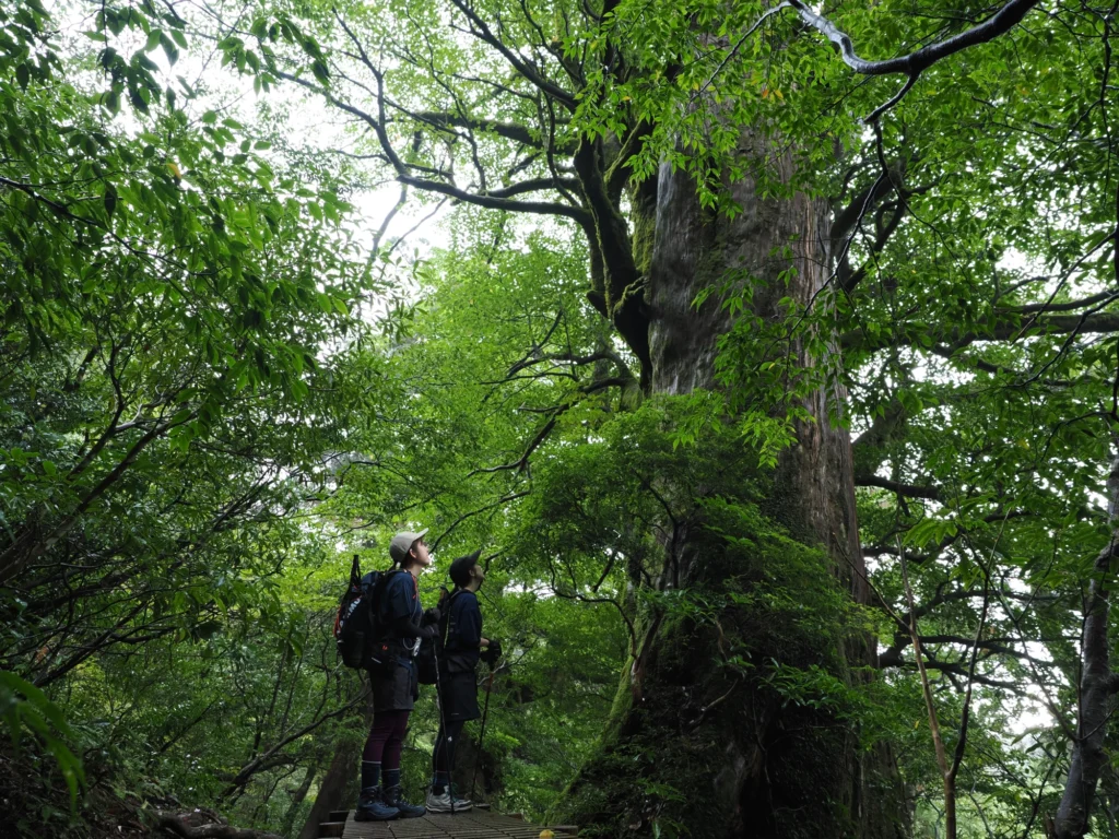 屋久杉の巨木