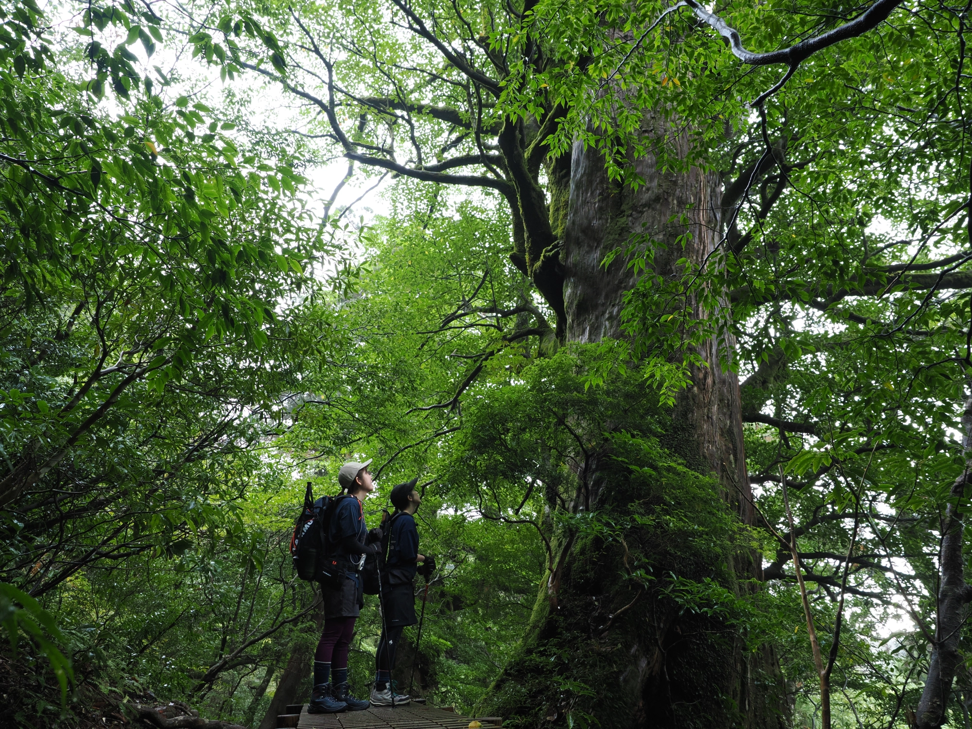 屋久杉の巨木