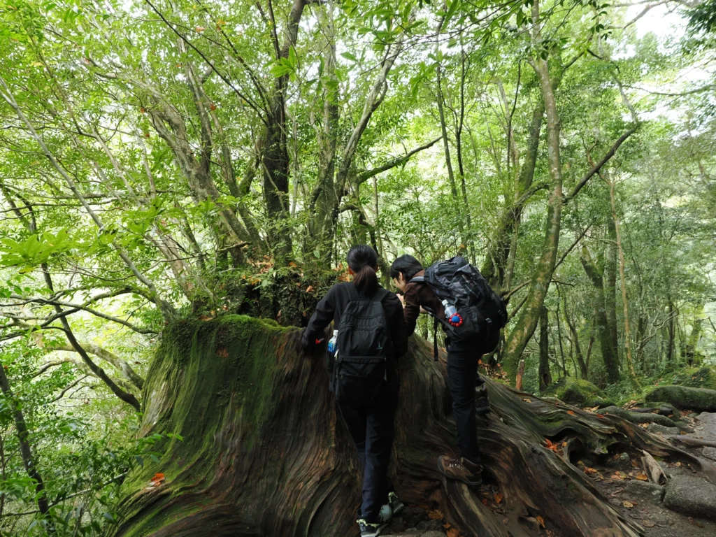 屋久杉の切り株