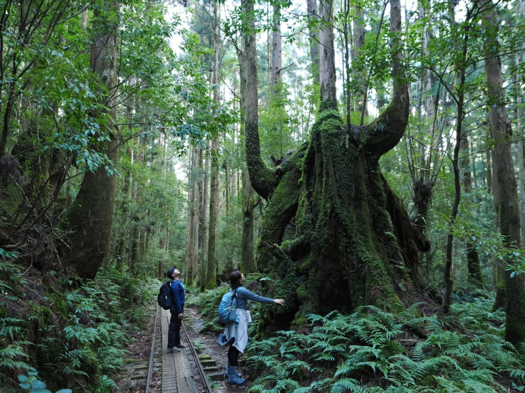 トロッコ道の屋久杉の切り株