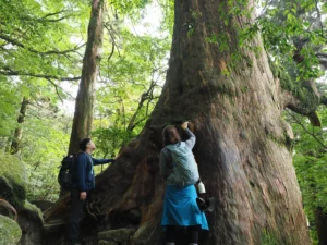 屋久杉の巨木