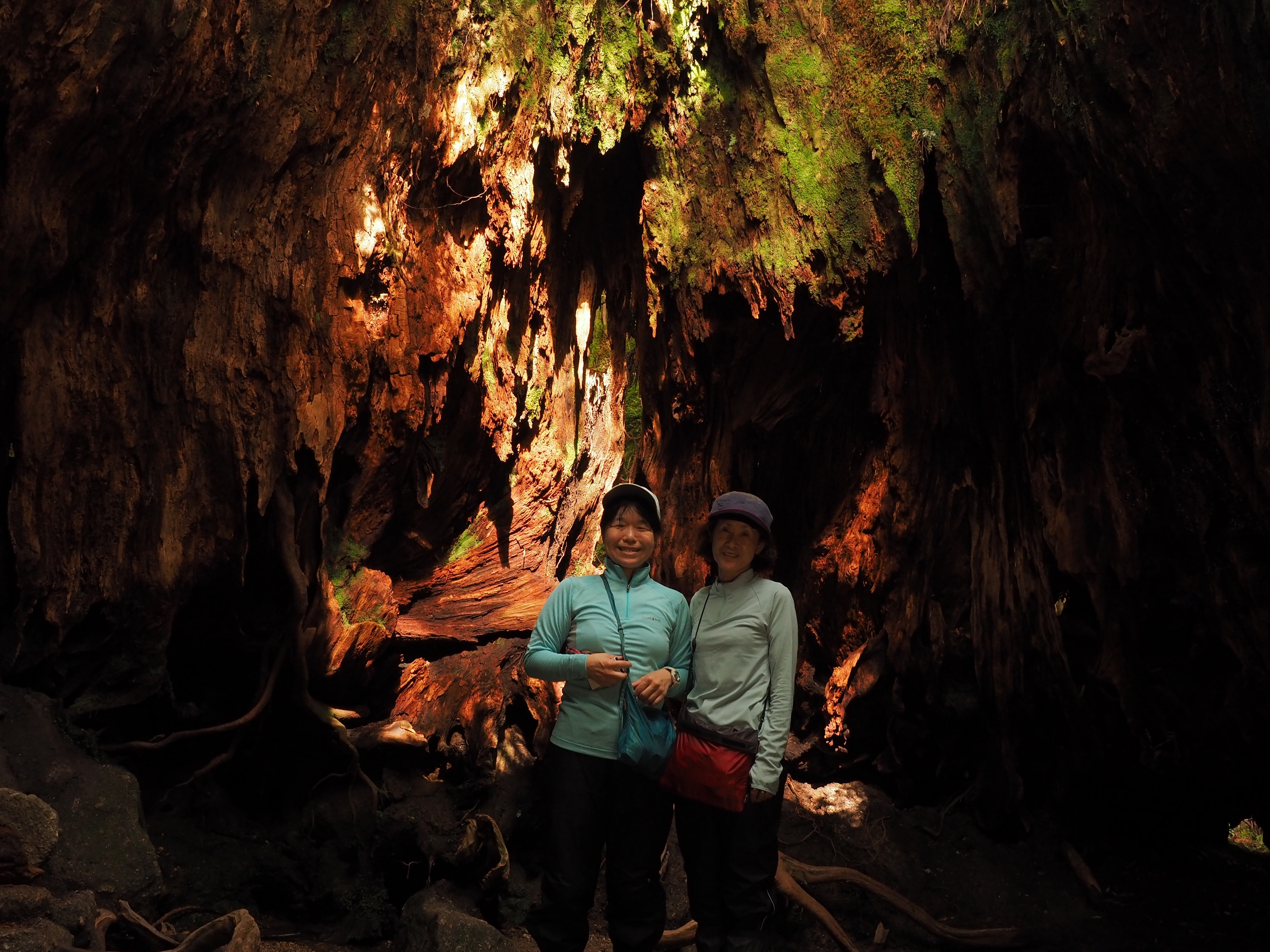 縄文杉コースのウィルソン株の中