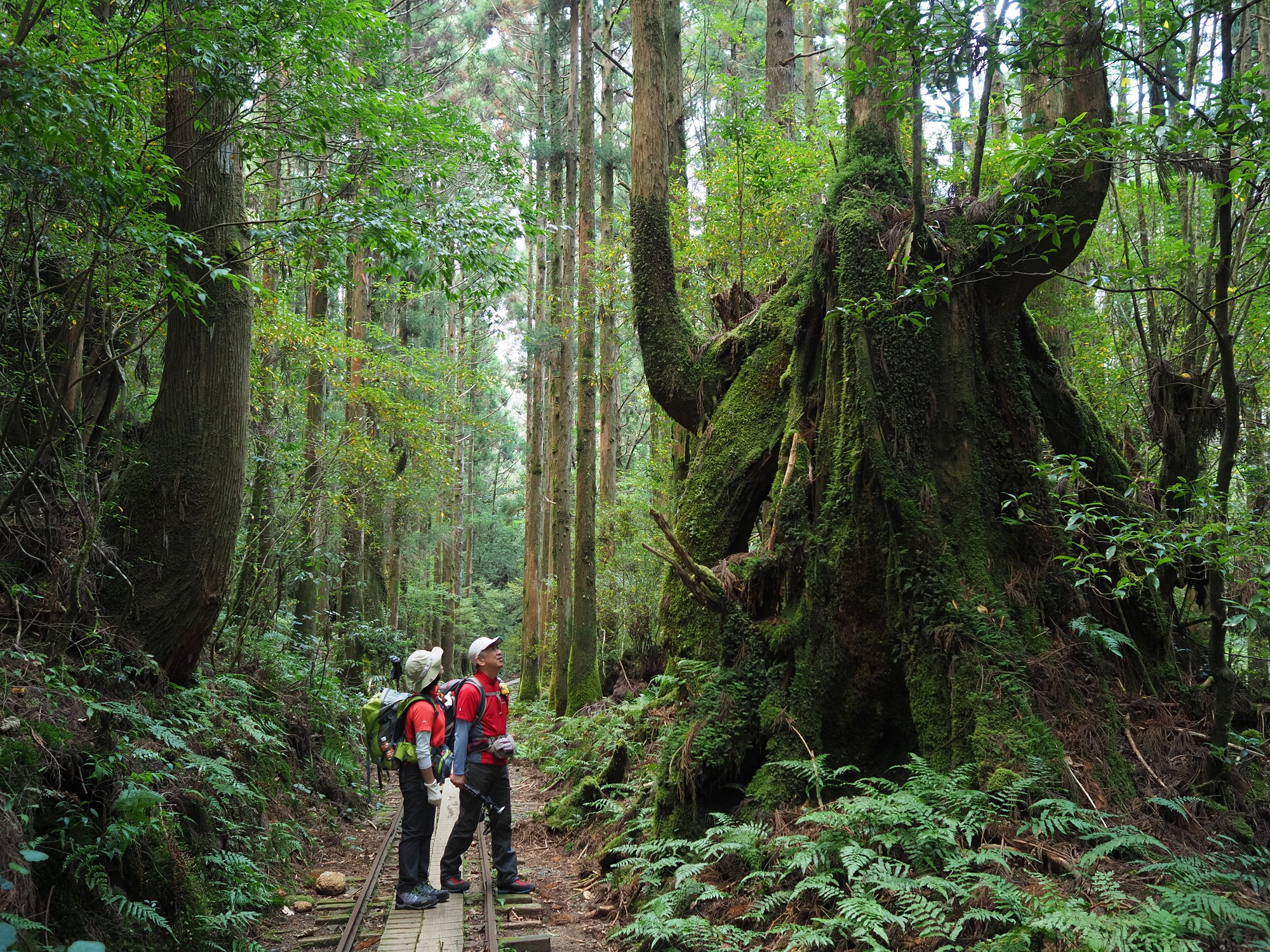 トロッコ道の屋久杉の切り株