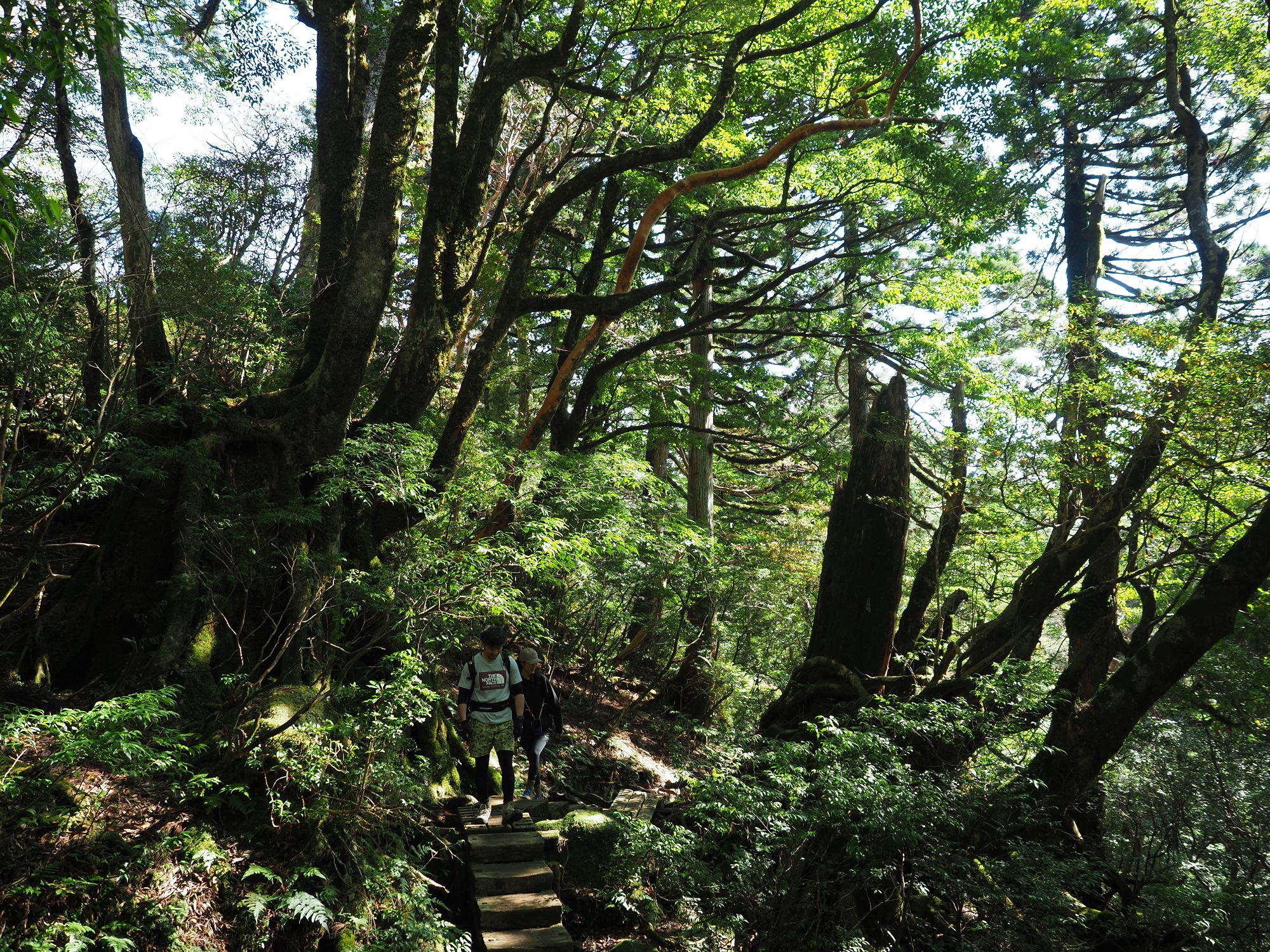縄文杉までの登山道