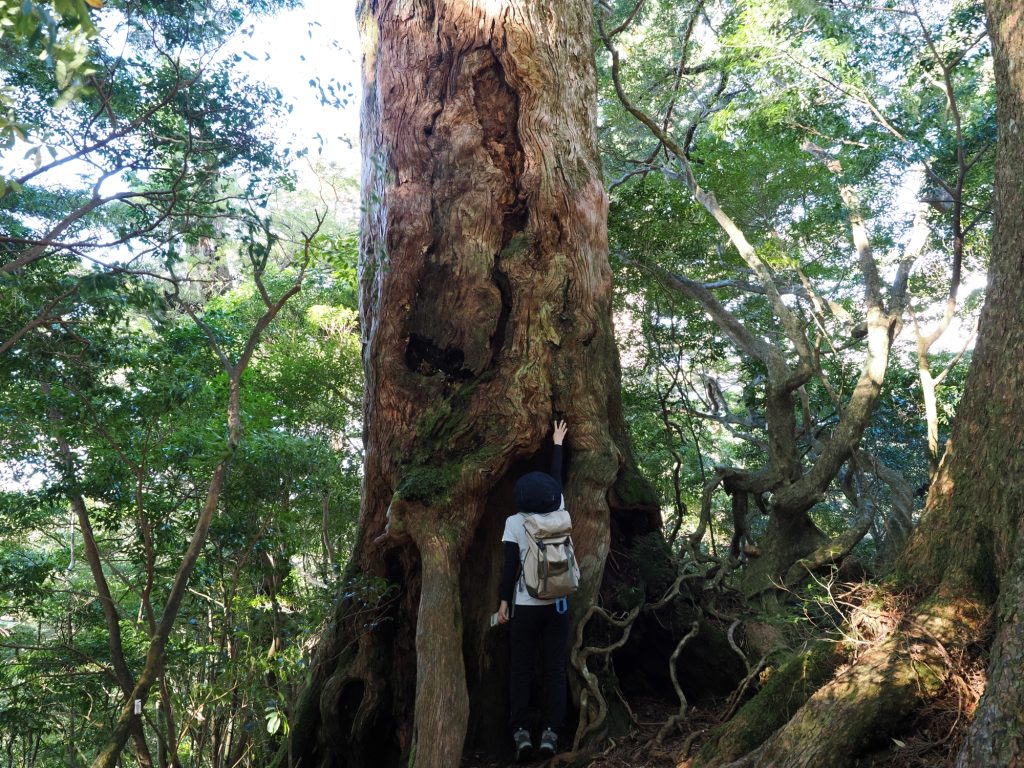 天文の森の屋久杉