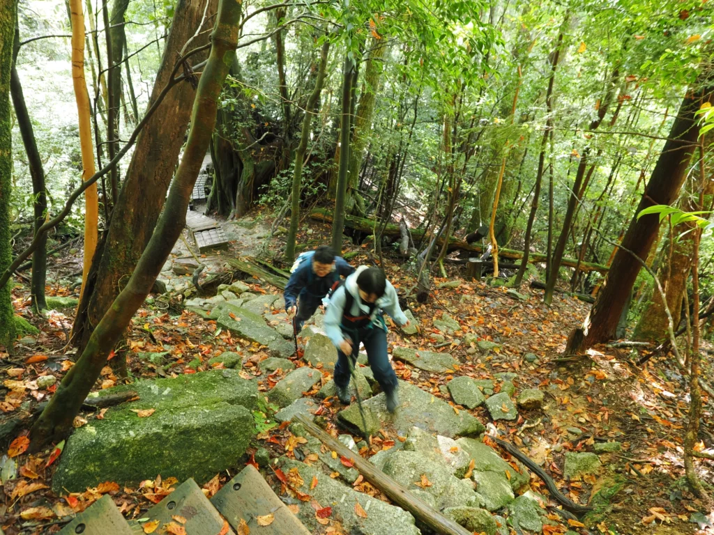 ヤマザクラの紅葉