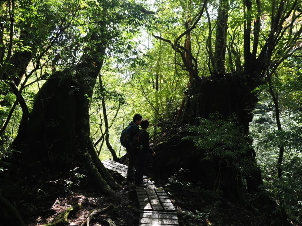 屋久杉の切り株