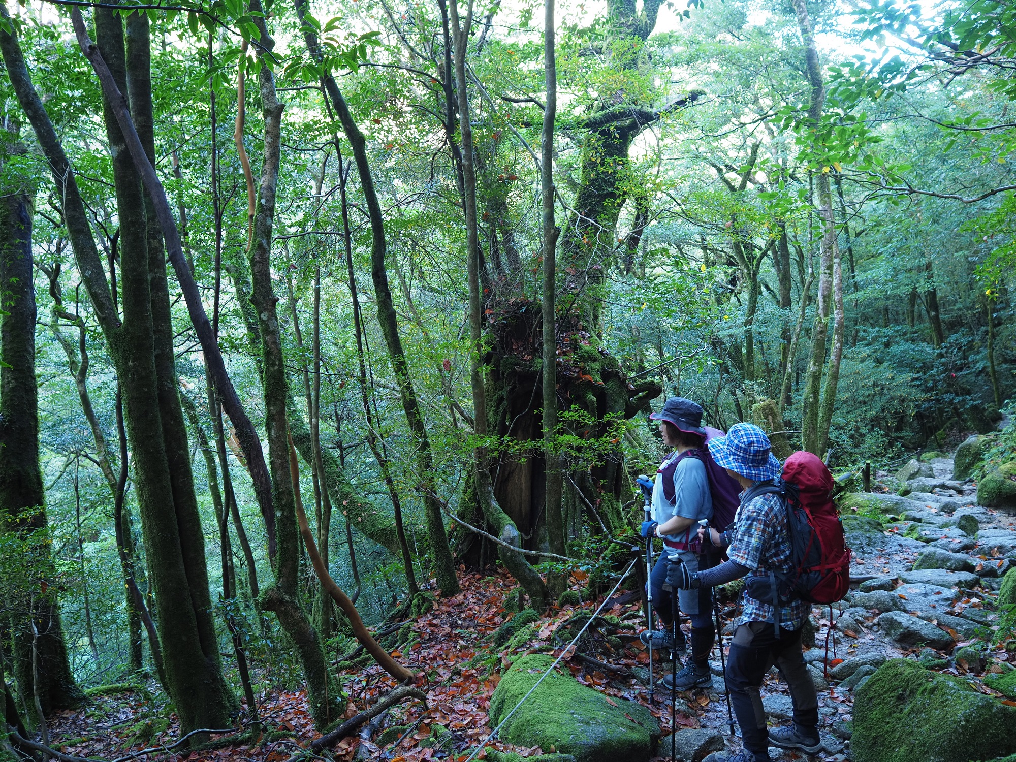 ヤクシマオナガカエデの紅葉