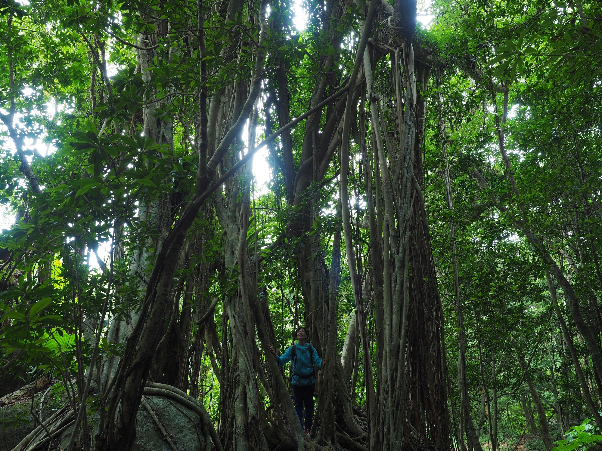 半山ガジュマル