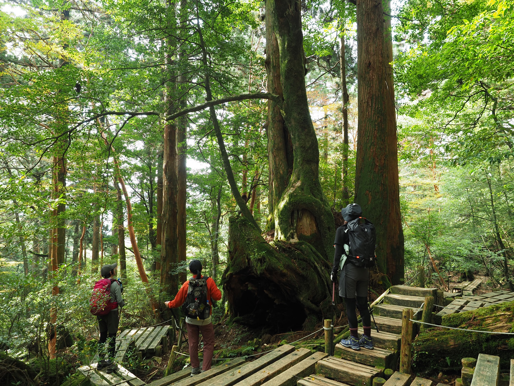 屋久杉の切り株