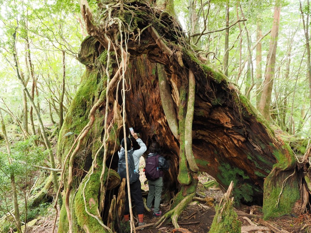 屋久杉の倒木跡