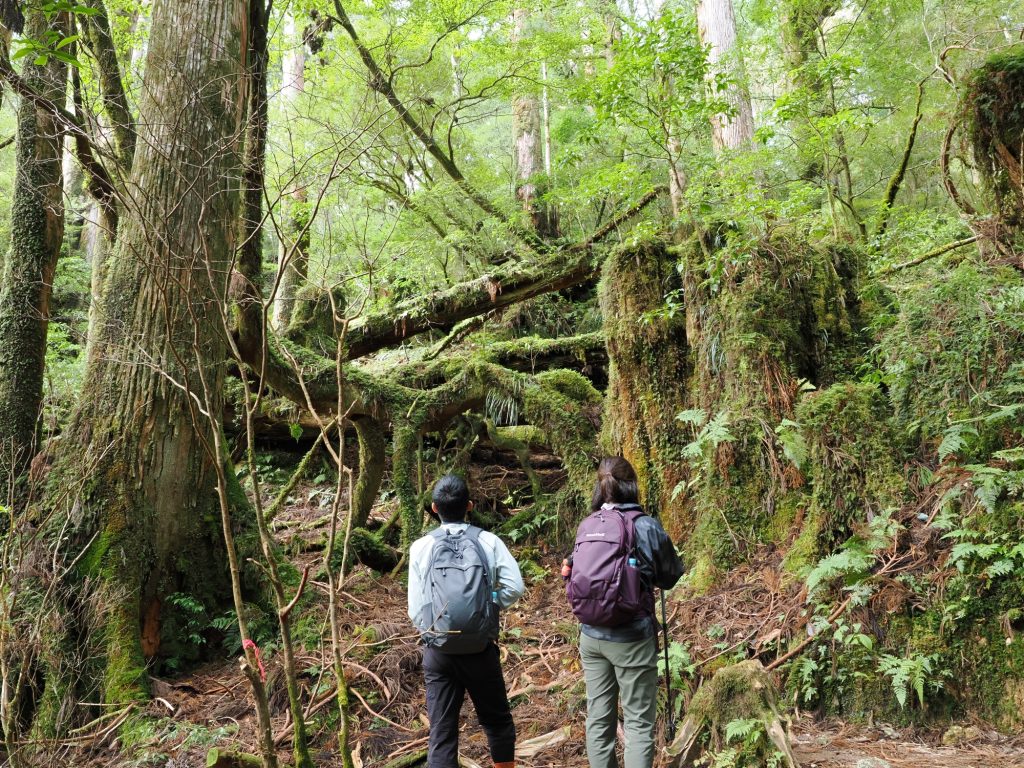 小花山