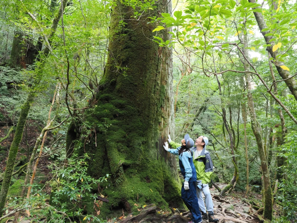 屋久杉の巨木