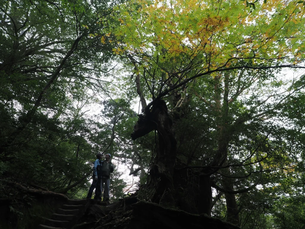 ナナカマドの紅葉