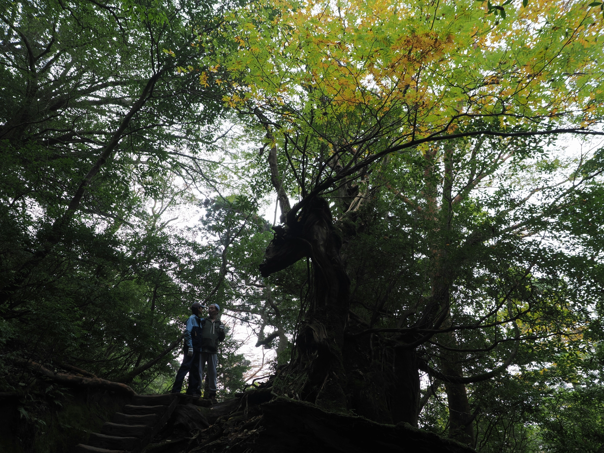 ナナカマドの紅葉