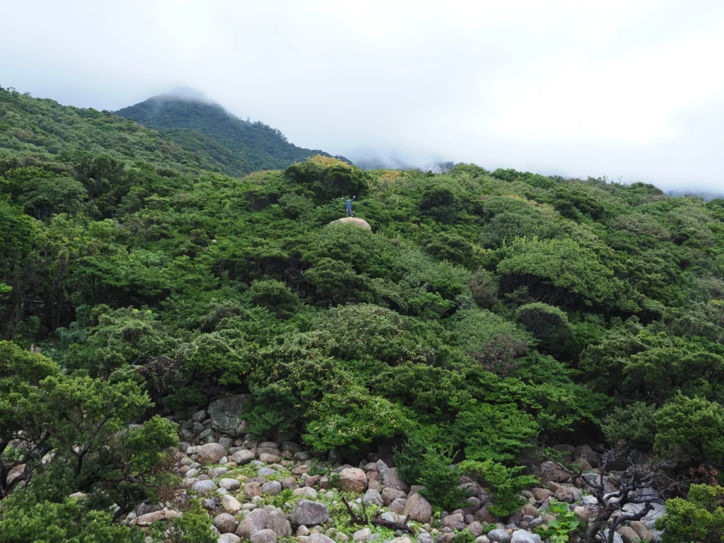 西部林道の照葉樹の森