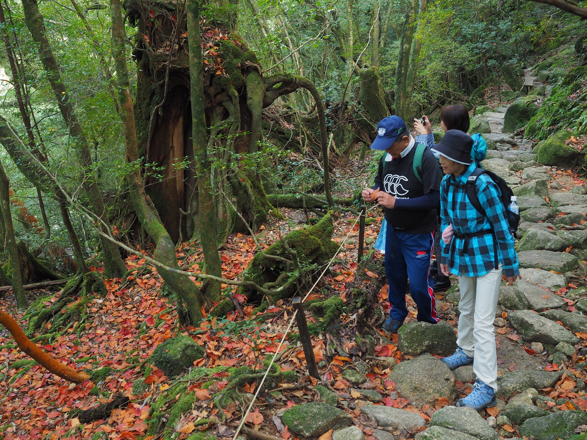 ヤクシマオナガカエデの紅葉