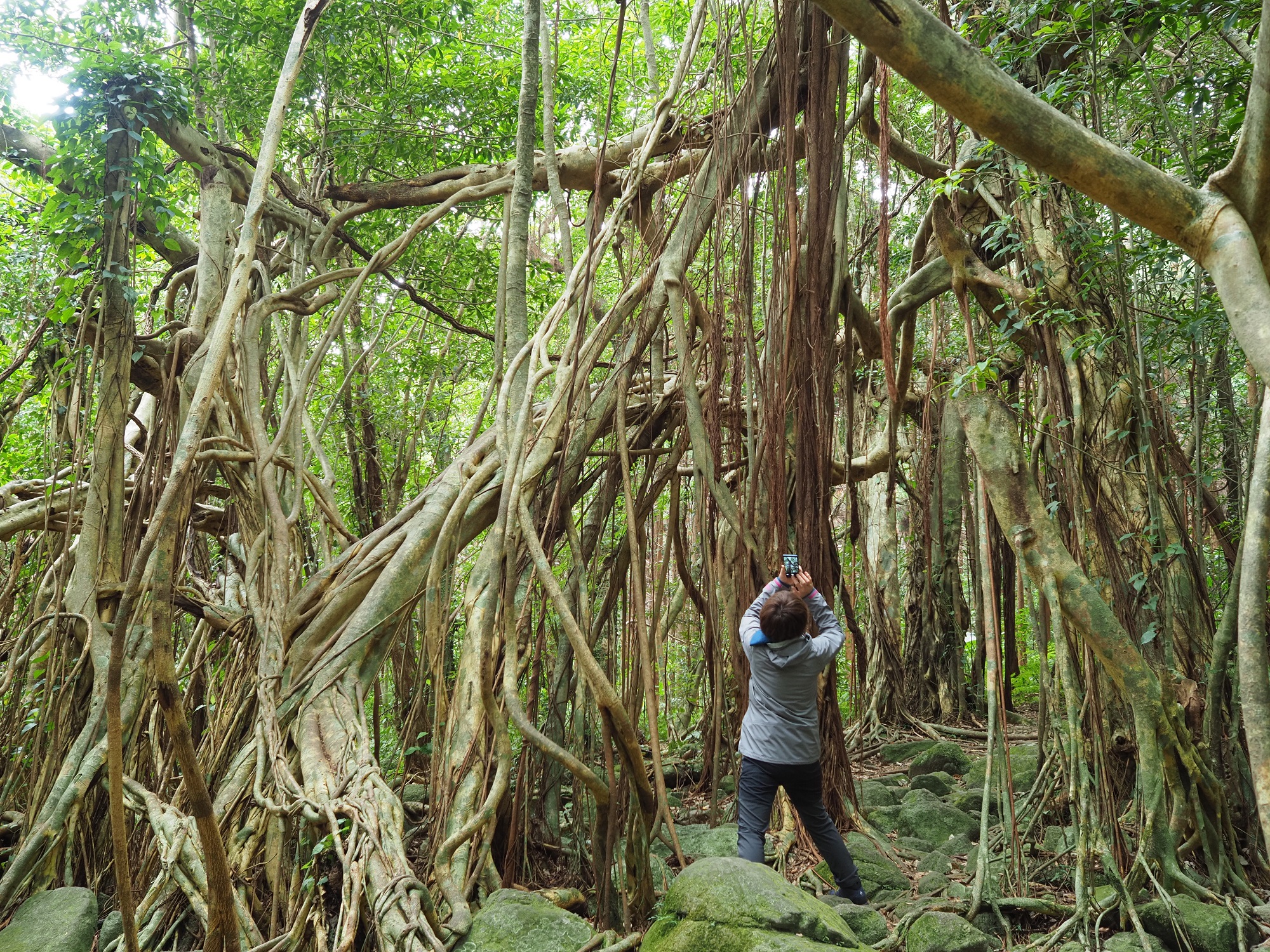 猿川ガジュマル